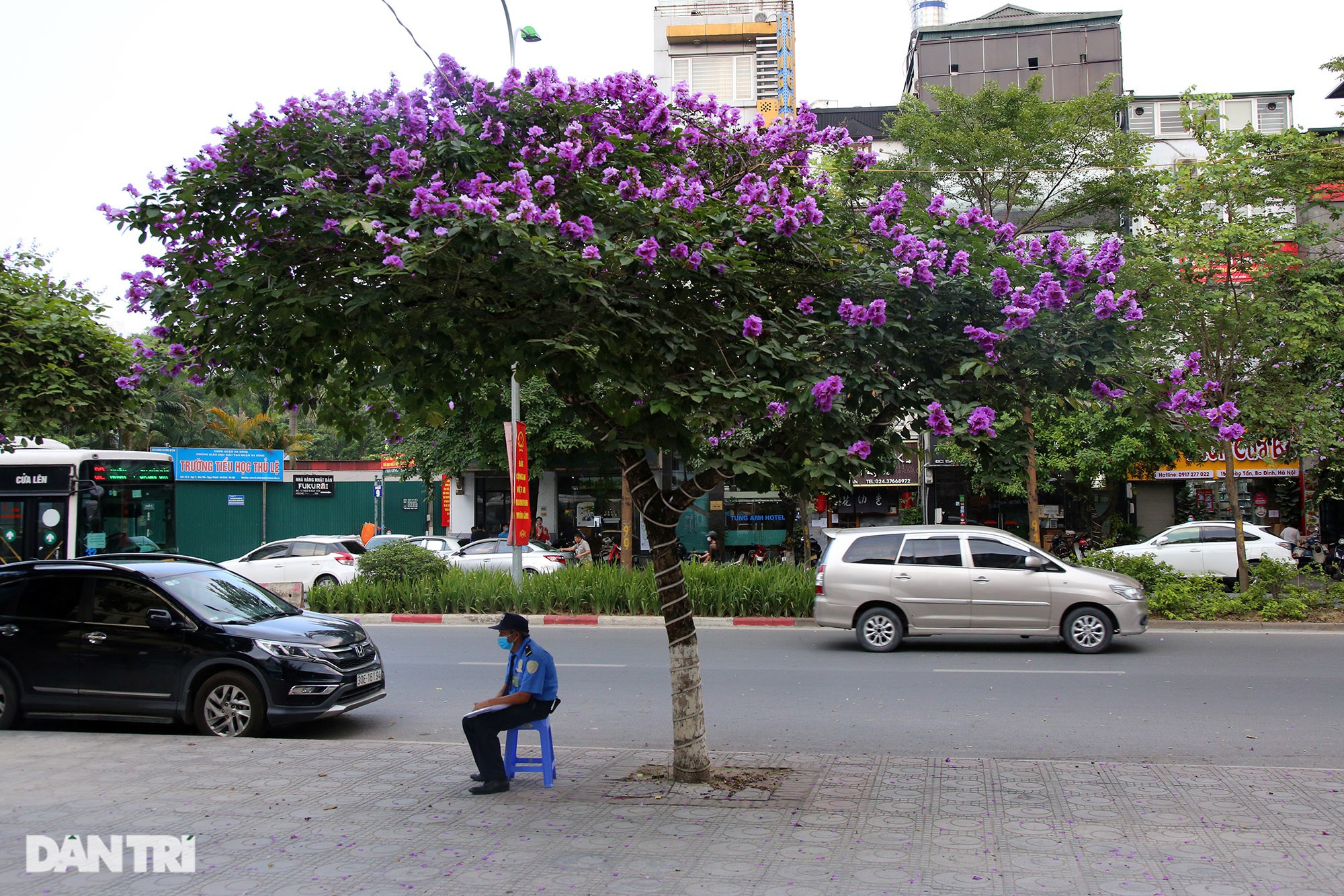 Hoa bằng lăng phủ tím nhiều con đường Hà Nội - 7
