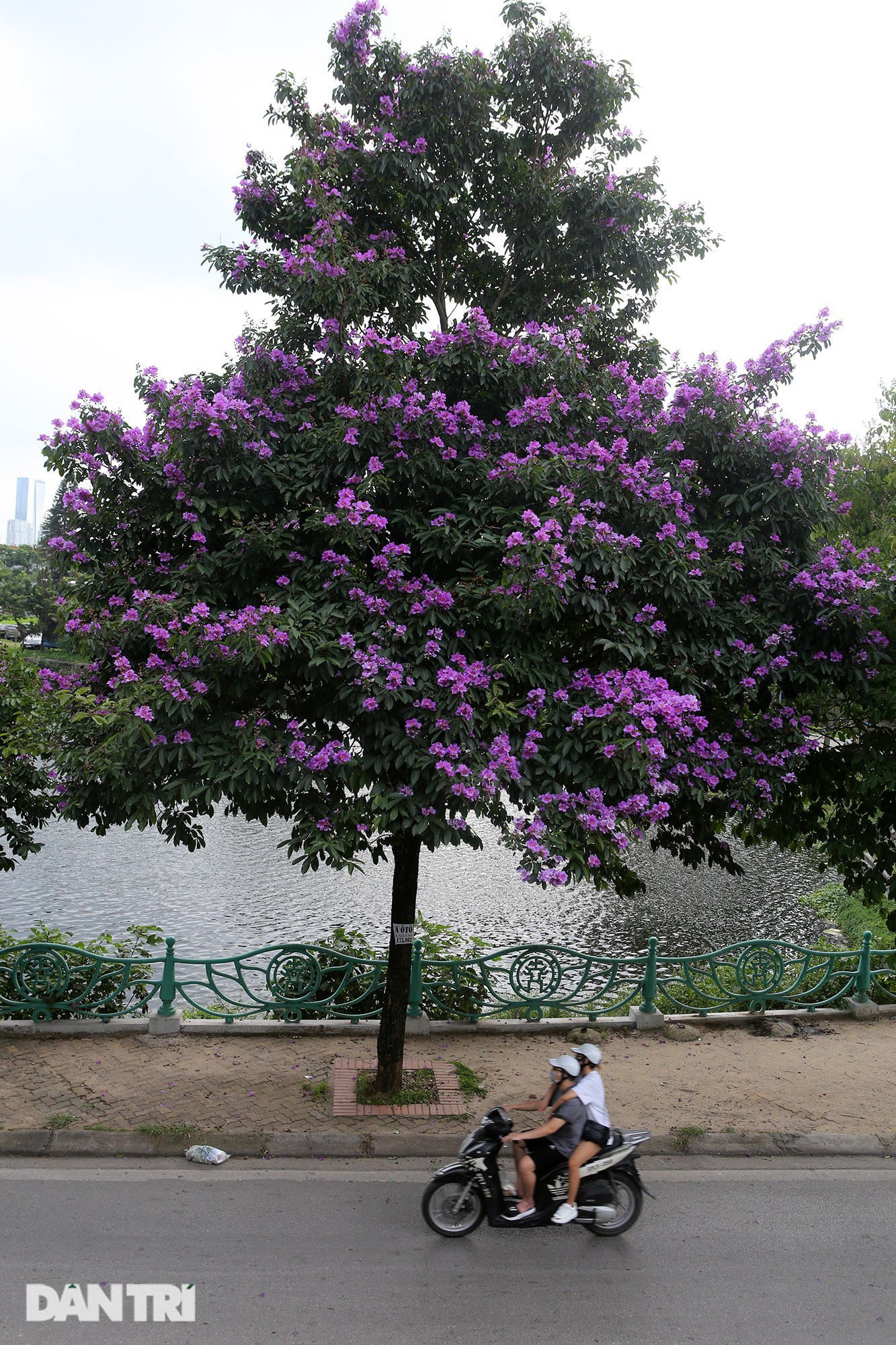 Hoa bằng lăng phủ tím nhiều con đường Hà Nội - 8