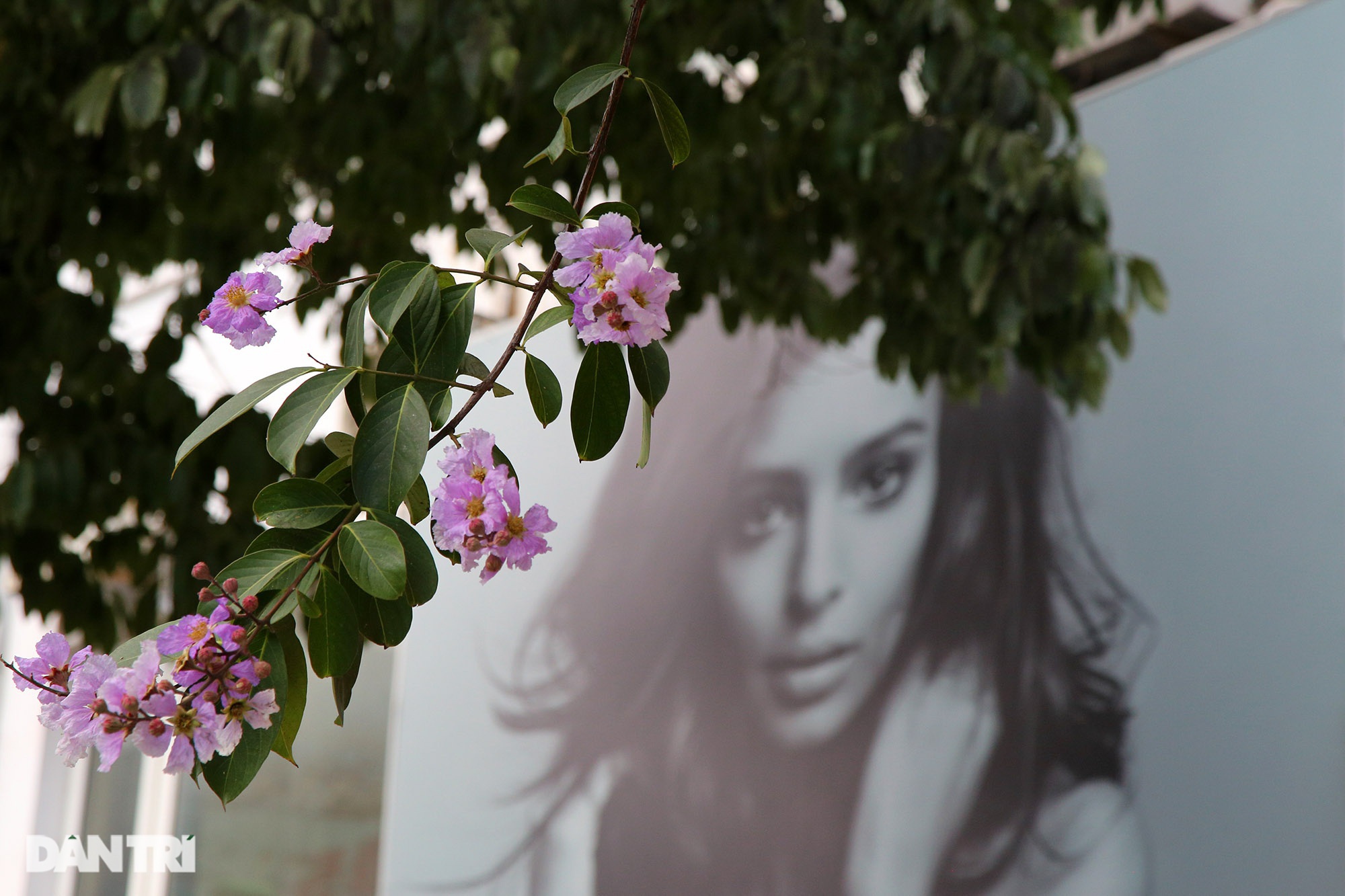 Hoa bằng lăng phủ tím nhiều con đường Hà Nội - 9