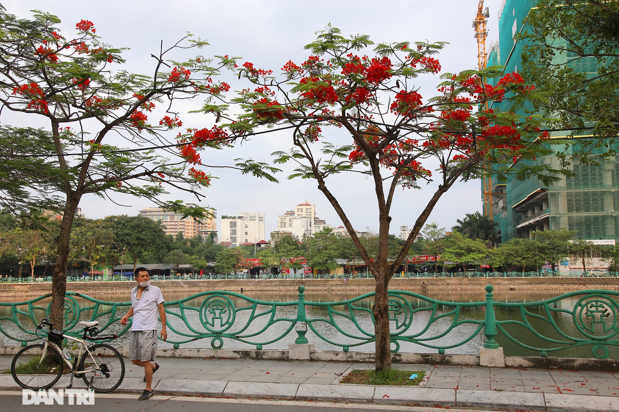 Mùa hoa phượng vĩ bắt đầu nở đẹp khắp phố phường Hà Nội - 7