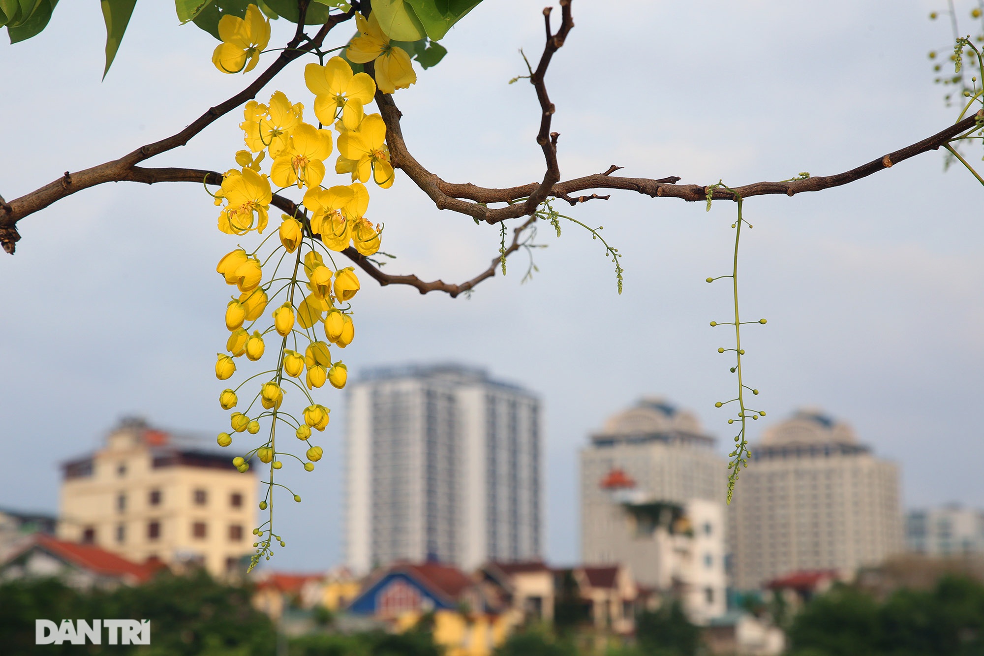 Hoa muồng hoàng yến đang nở đẹp rực rỡ tại Hà Nội - 10