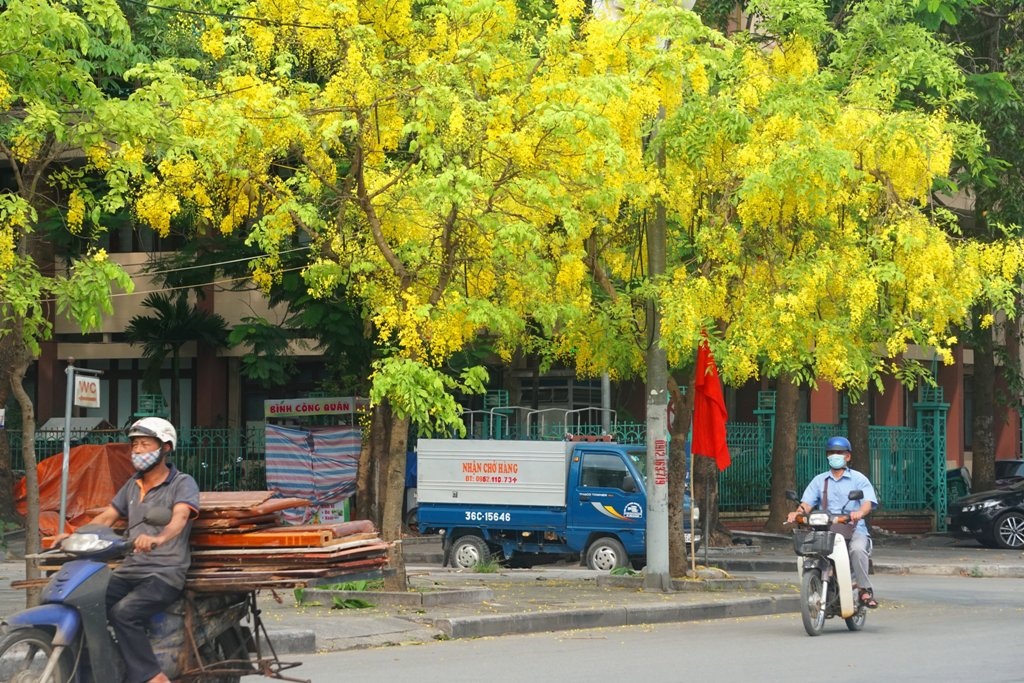 Mãn nhãn với muồng hoàng yến nở vàng rực rỡ trên phố phường xứ Thanh - 8