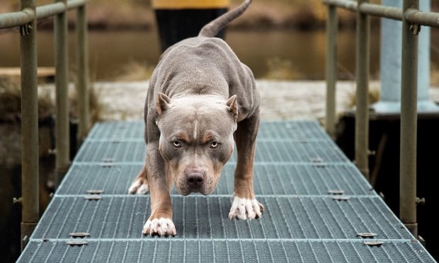 Chó Pitbull không bị cấm ở Việt Nam, nếu bị tấn công thì tự vệ thế nào? - 4