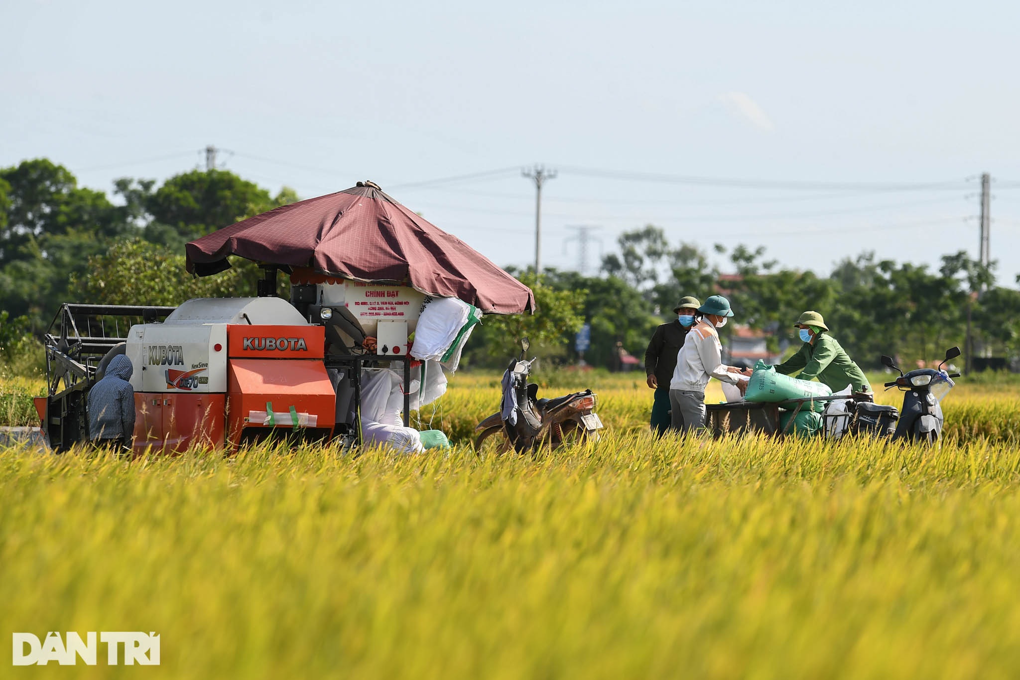 Tâm dịch Bắc Ninh: Nông dân không ra đồng, lúa và hoa màu tự chất đầy nhà - 7