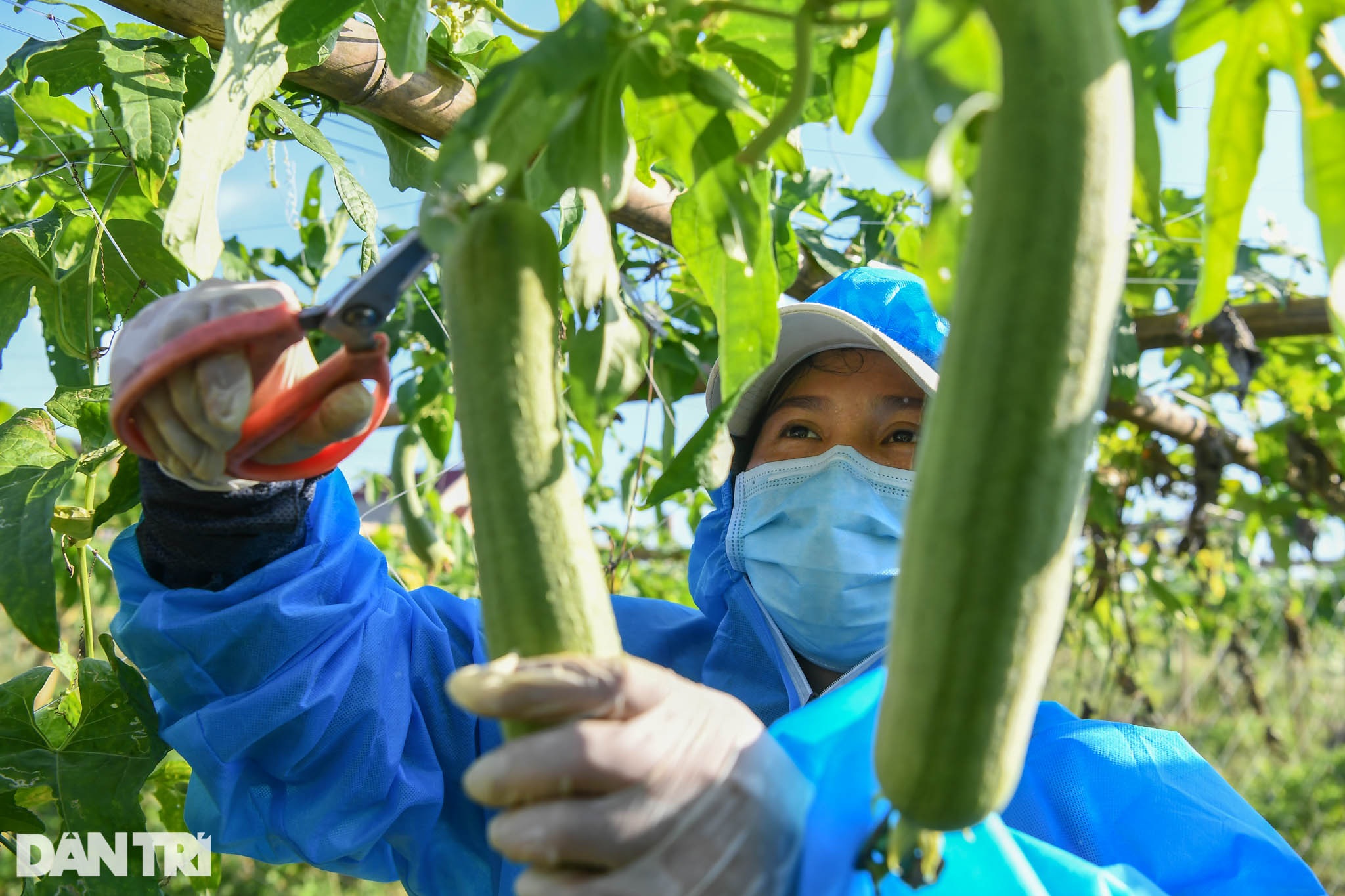 Tâm dịch Bắc Ninh: Nông dân không ra đồng, lúa và hoa màu tự chất đầy nhà - 15