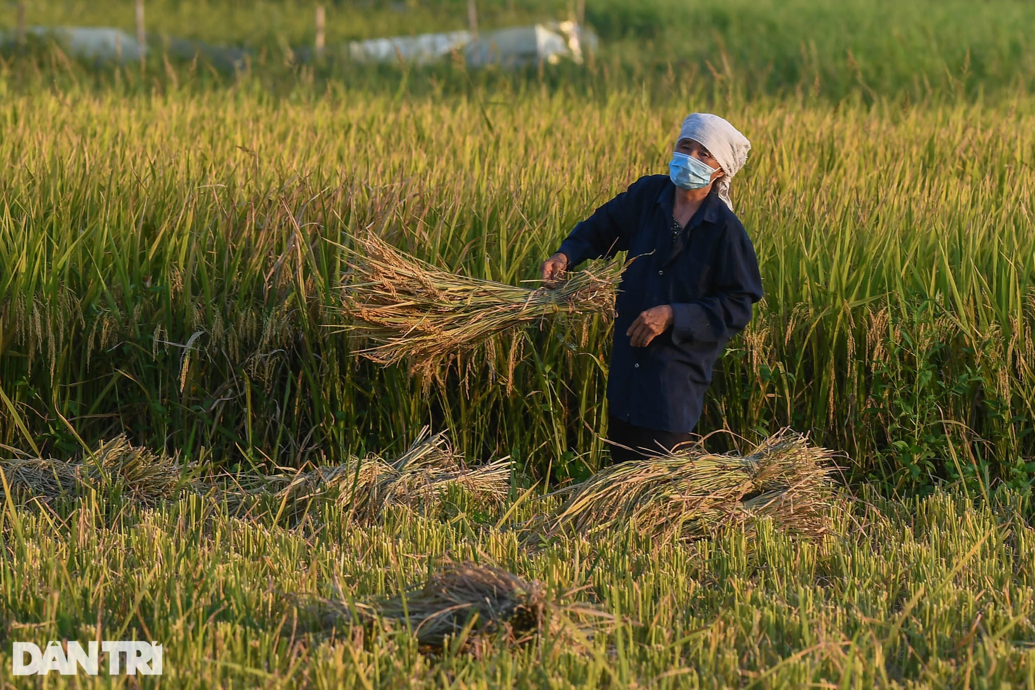 Tâm dịch Bắc Ninh: Nông dân không ra đồng, lúa và hoa màu tự chất đầy nhà - 12