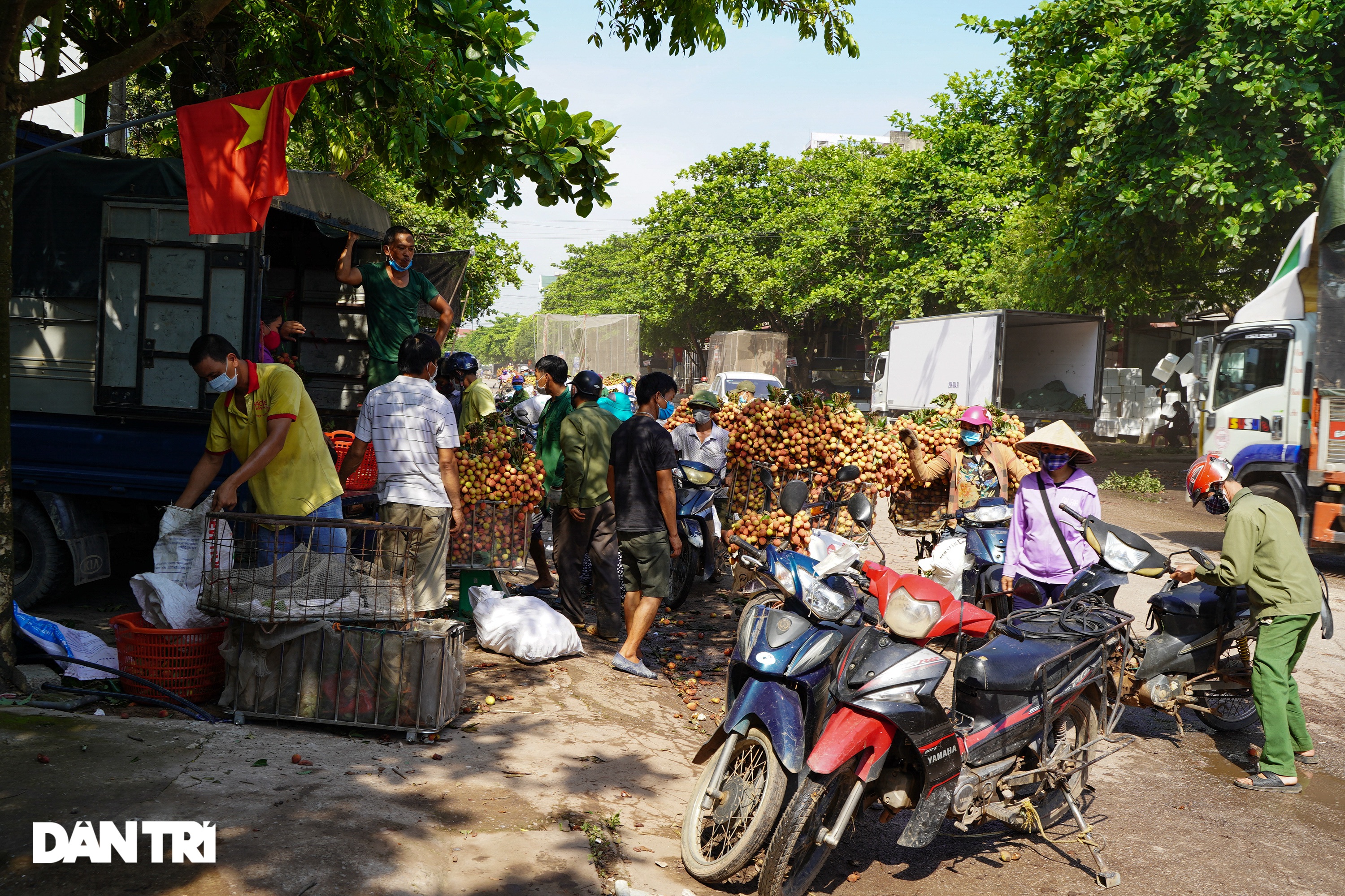 Bắc Giang: Nông dân kêu trời vì giá vải thiều lên xuống thất thường