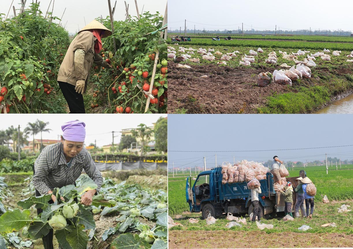 Luồng xanh cho nông sản và góc nhìn tiêu dùng ở thị trường 100 triệu dân - 2