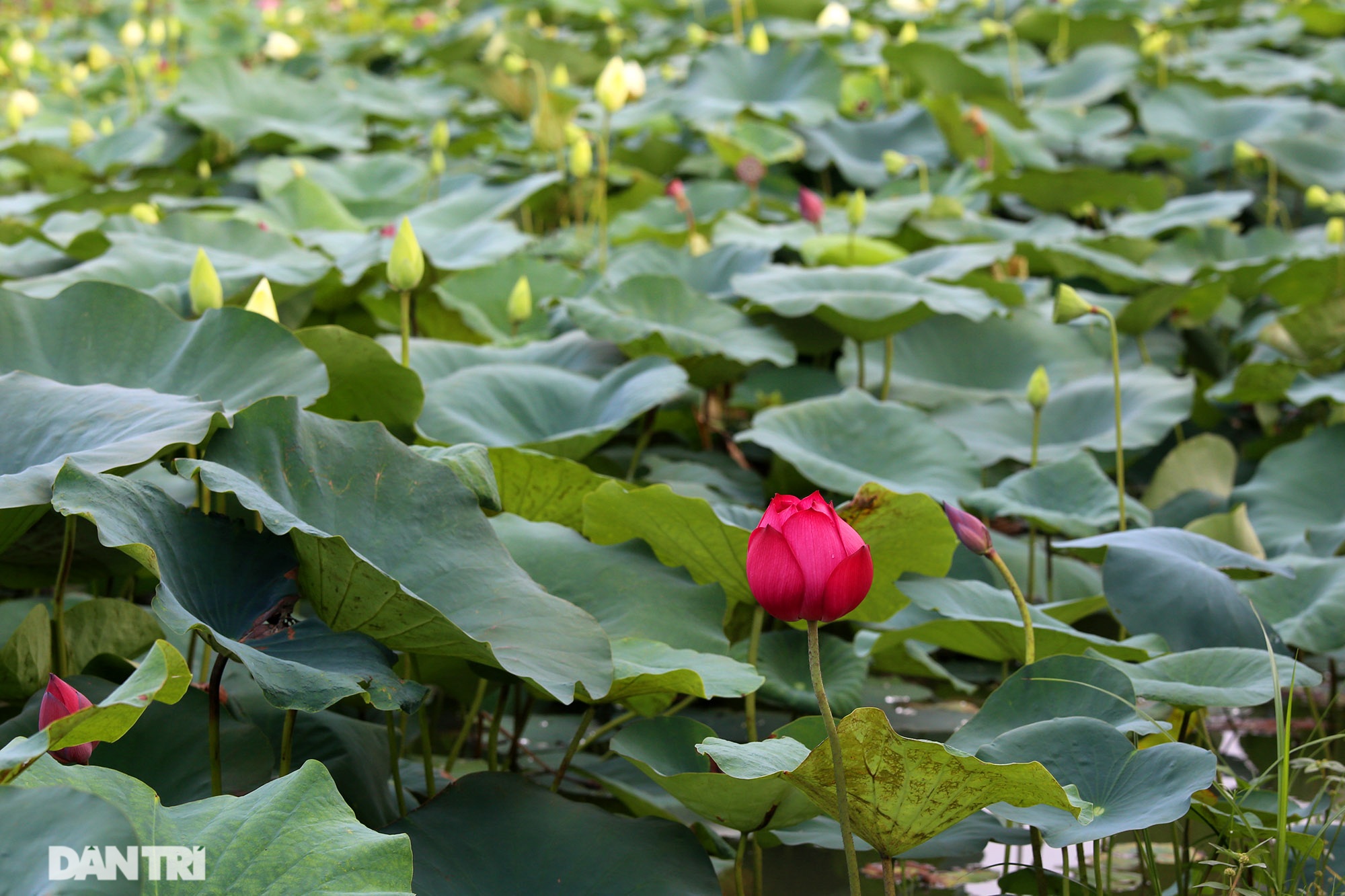 Visit the lotus pond in Hanoi with 167 species, the most diverse in Vietnam - 13