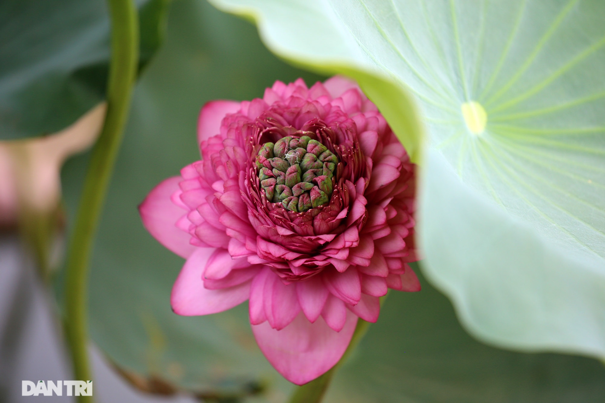 Visit the lotus pond in Hanoi with 167 species, the most diverse in Vietnam - 6