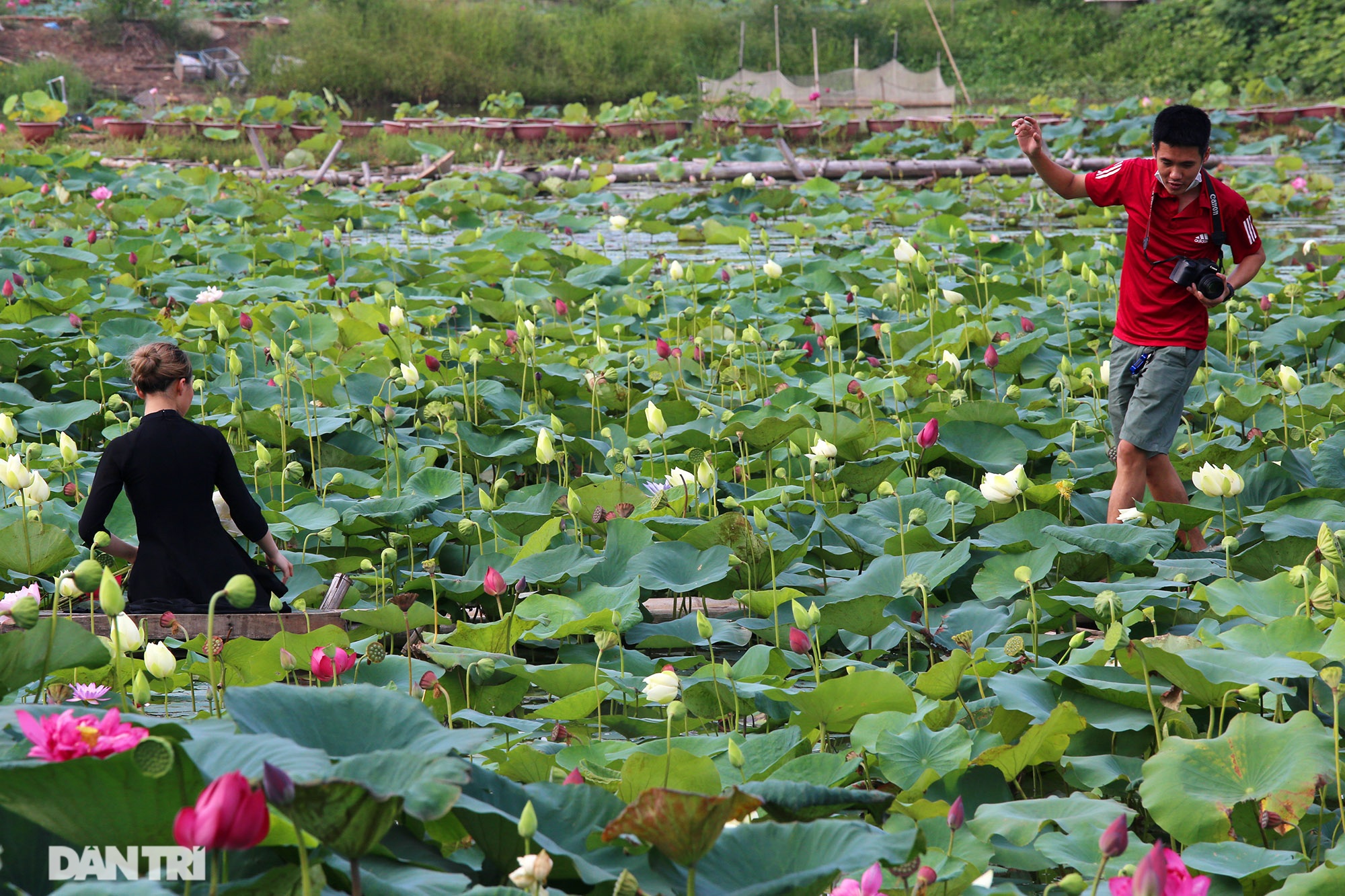 Visit the lotus pond in Hanoi with 167 species, the most diverse in Vietnam - 9