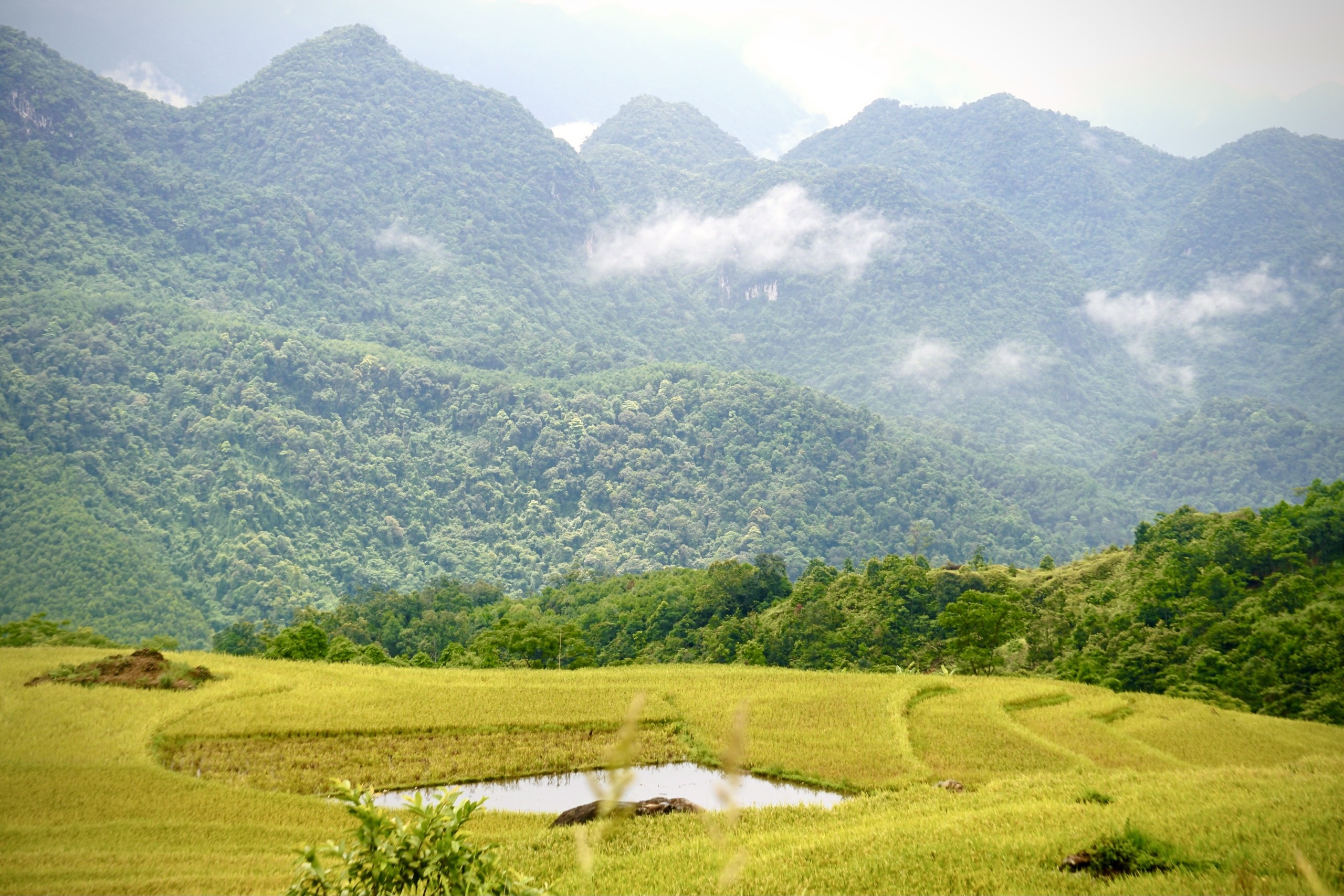 Brilliant golden season on the top of Pu Luong - 6