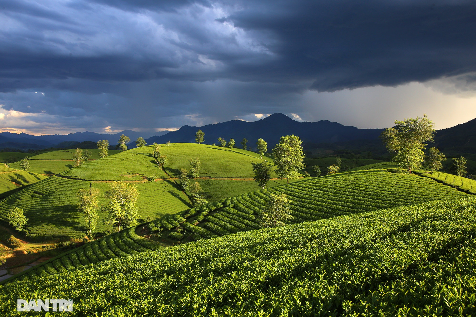 The stunning scenery of Long Coc tea hills in Phu Tho - 1