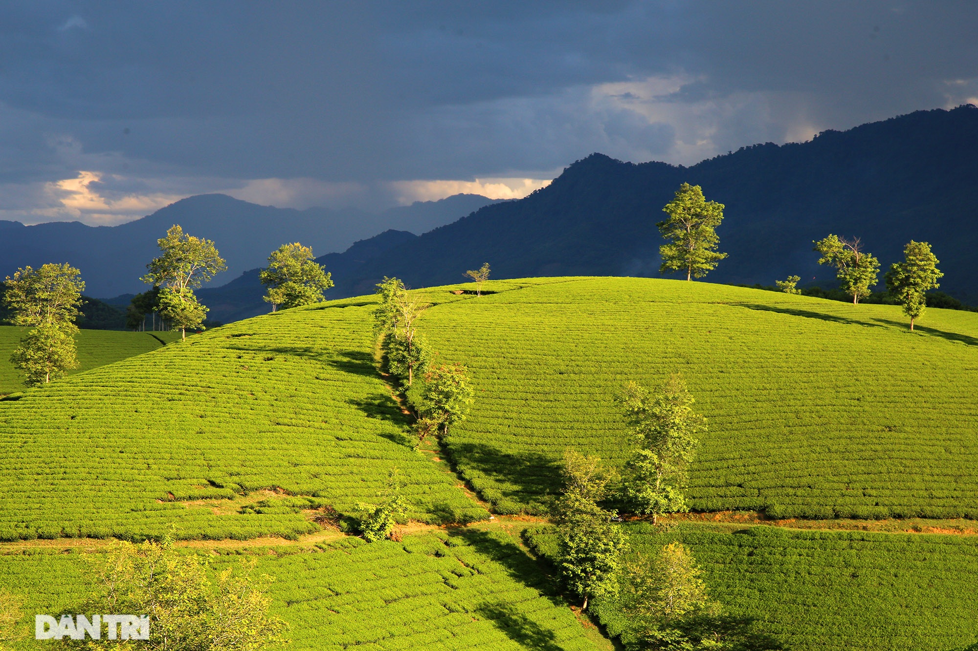 Overwhelming scenery of Long Coc tea hills in Phu Tho - 12