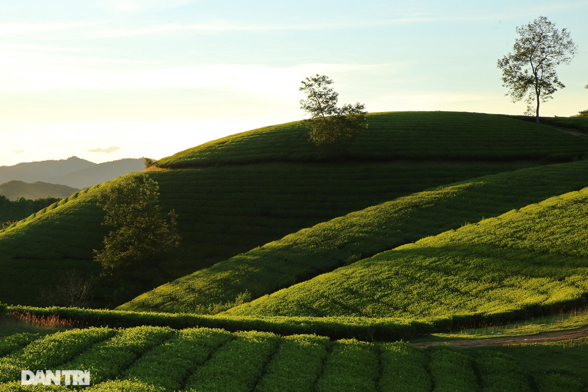 Overwhelming scenery of Long Coc tea hills in Phu Tho - 14