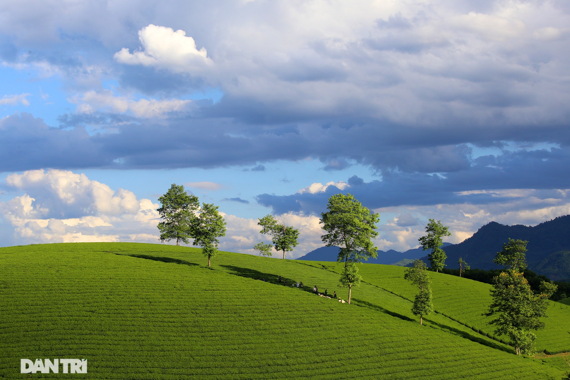 Overwhelming scenery of Long Coc tea hills in Phu Tho - 8