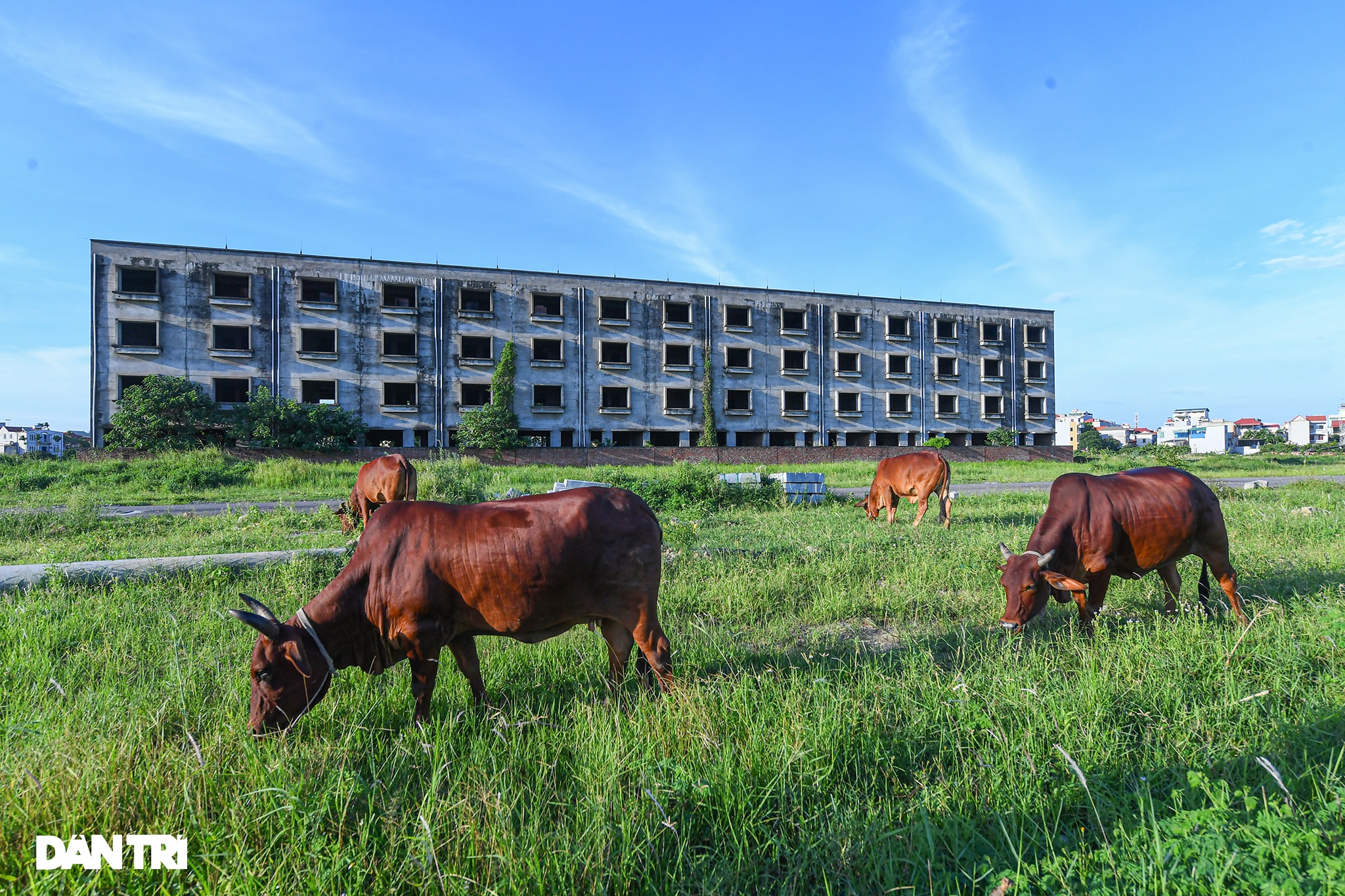 Khu biệt thự triệu đô ở Hà Nội bỏ hoang trở thành khu chăn thả bò, gia súc - 9
