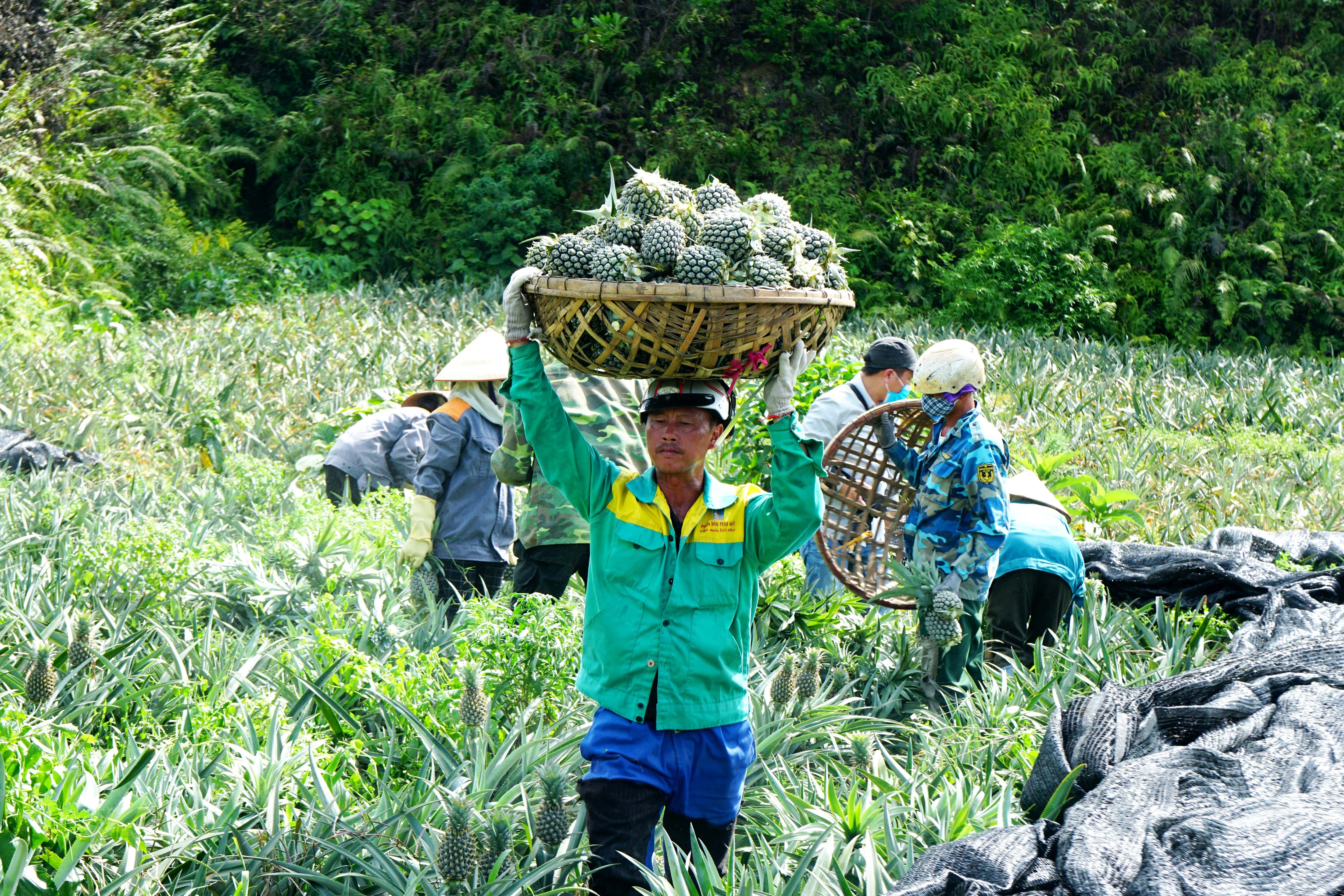 Nông dân đội nắng 40 độ C thu hoạch dứa - 11 Nông dân đội nắng 40 độ C thu hoạch dứa - 11