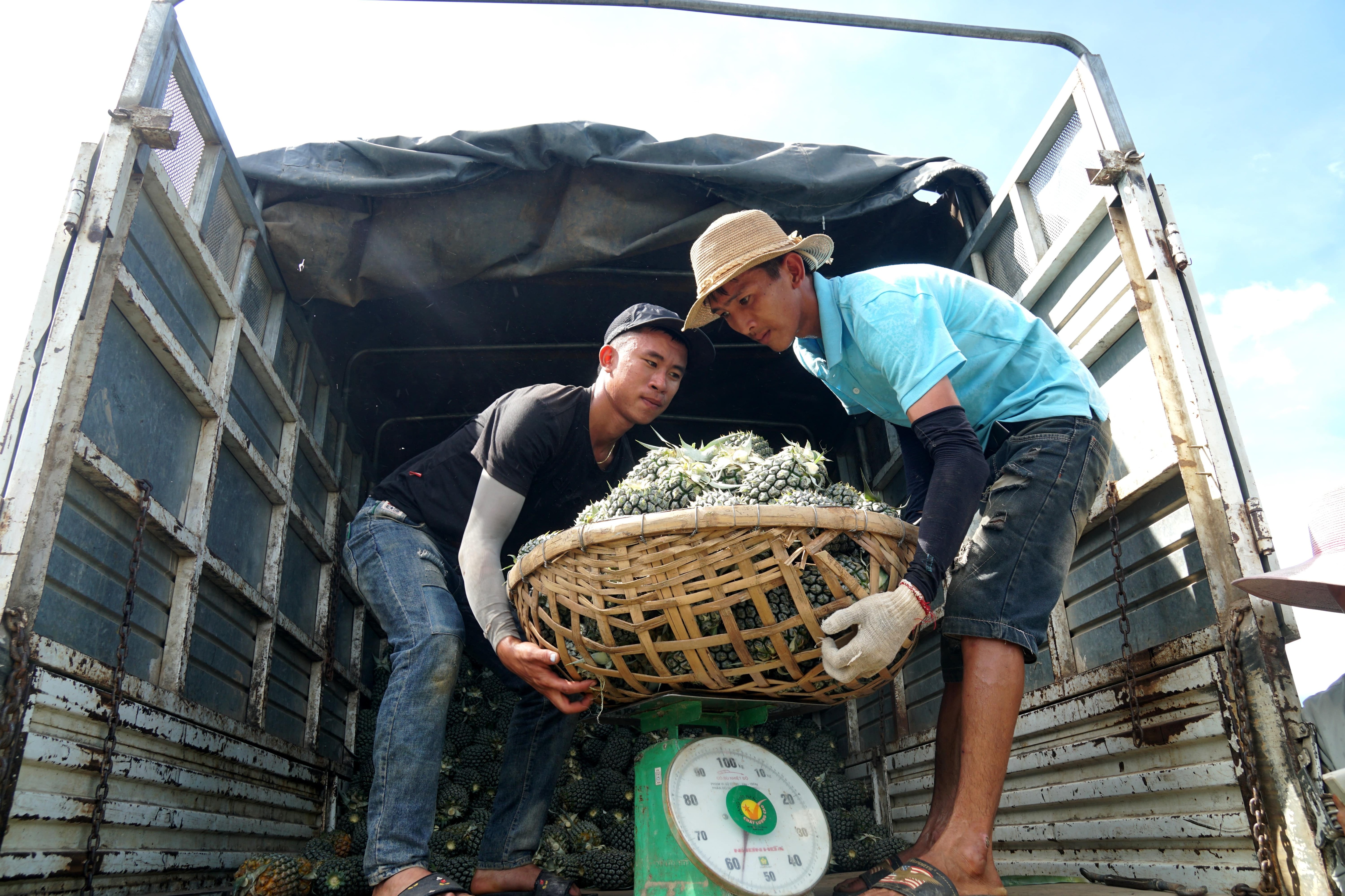 Nông dân đội nắng 40 độ C thu hoạch dứa - 8 Nông dân đội nắng 40 độ C thu hoạch dứa - 8