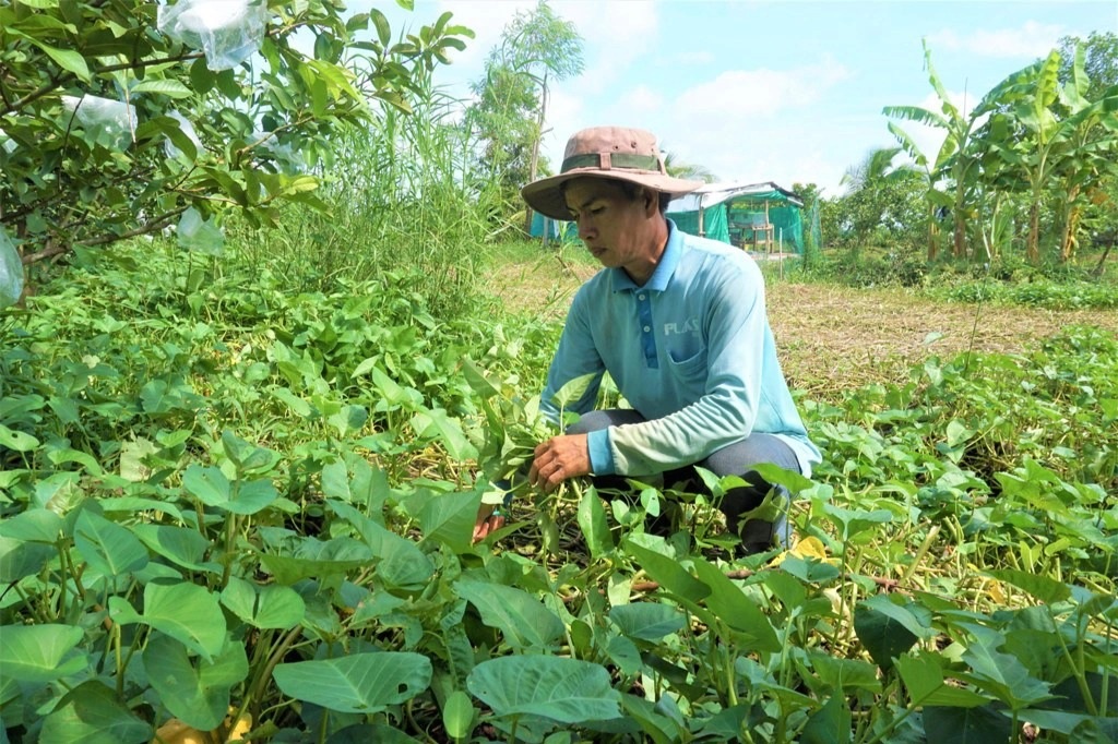 Làm trang trại mini trên vùng đất trũng, nông dân bỏ túi gần 400 triệu/năm - 5