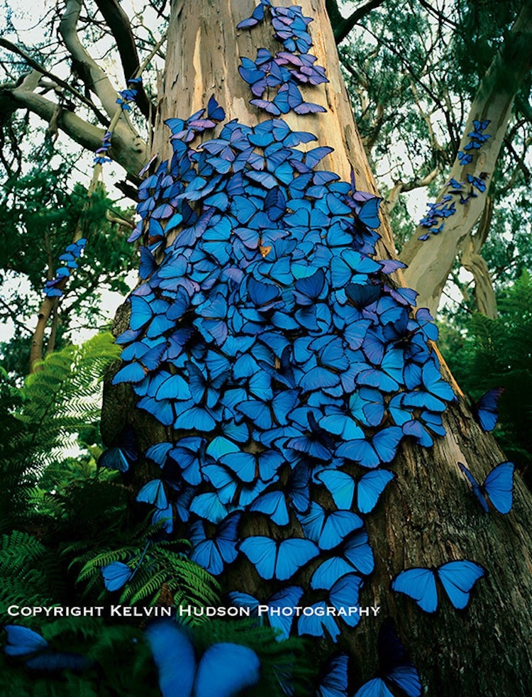 Bức ảnh gây sửng sốt về loài bướm xanh khổng lồ siêu đẹp - 1
