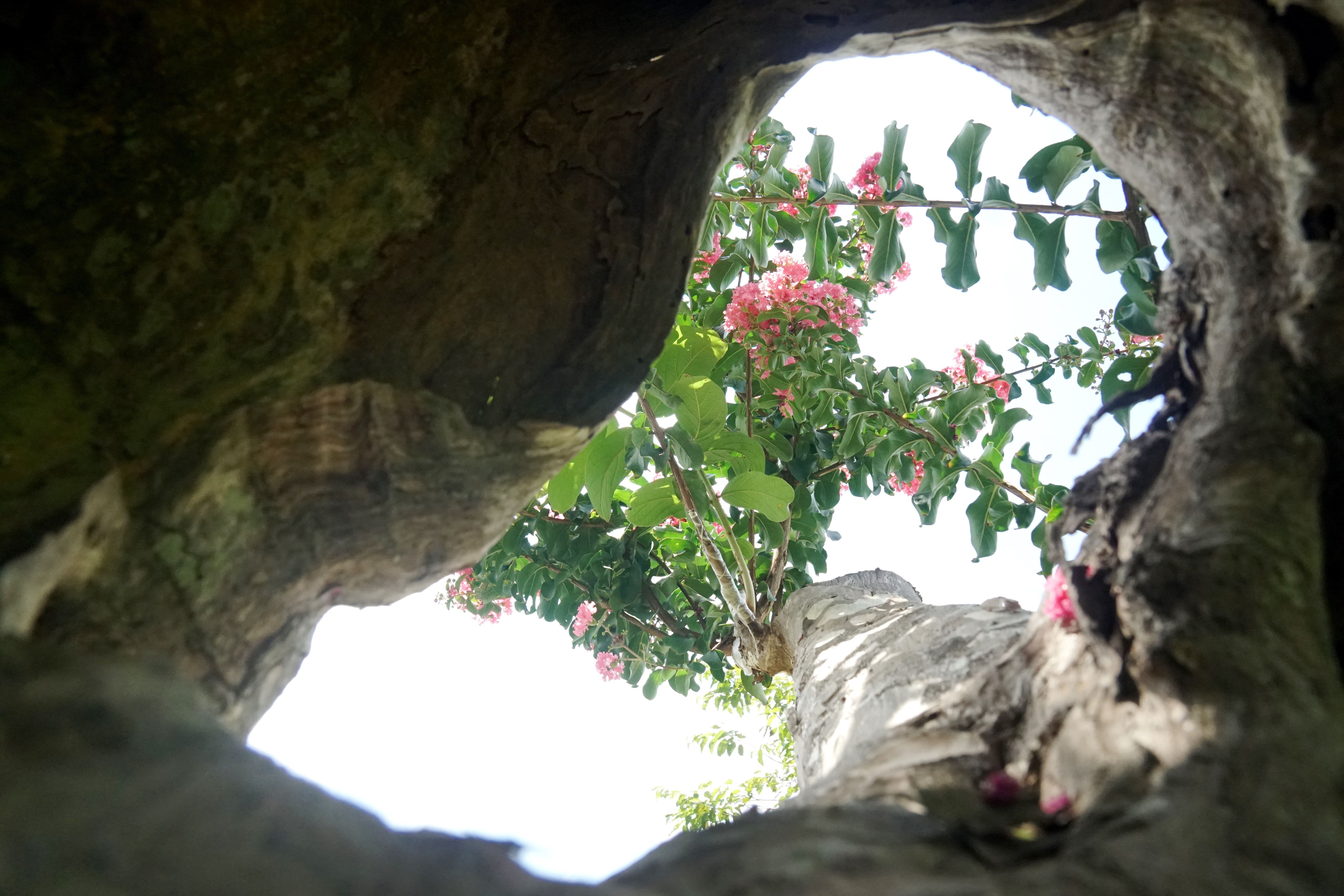 Satisfied with the ancient flower garden, young people are free to check-in - 12