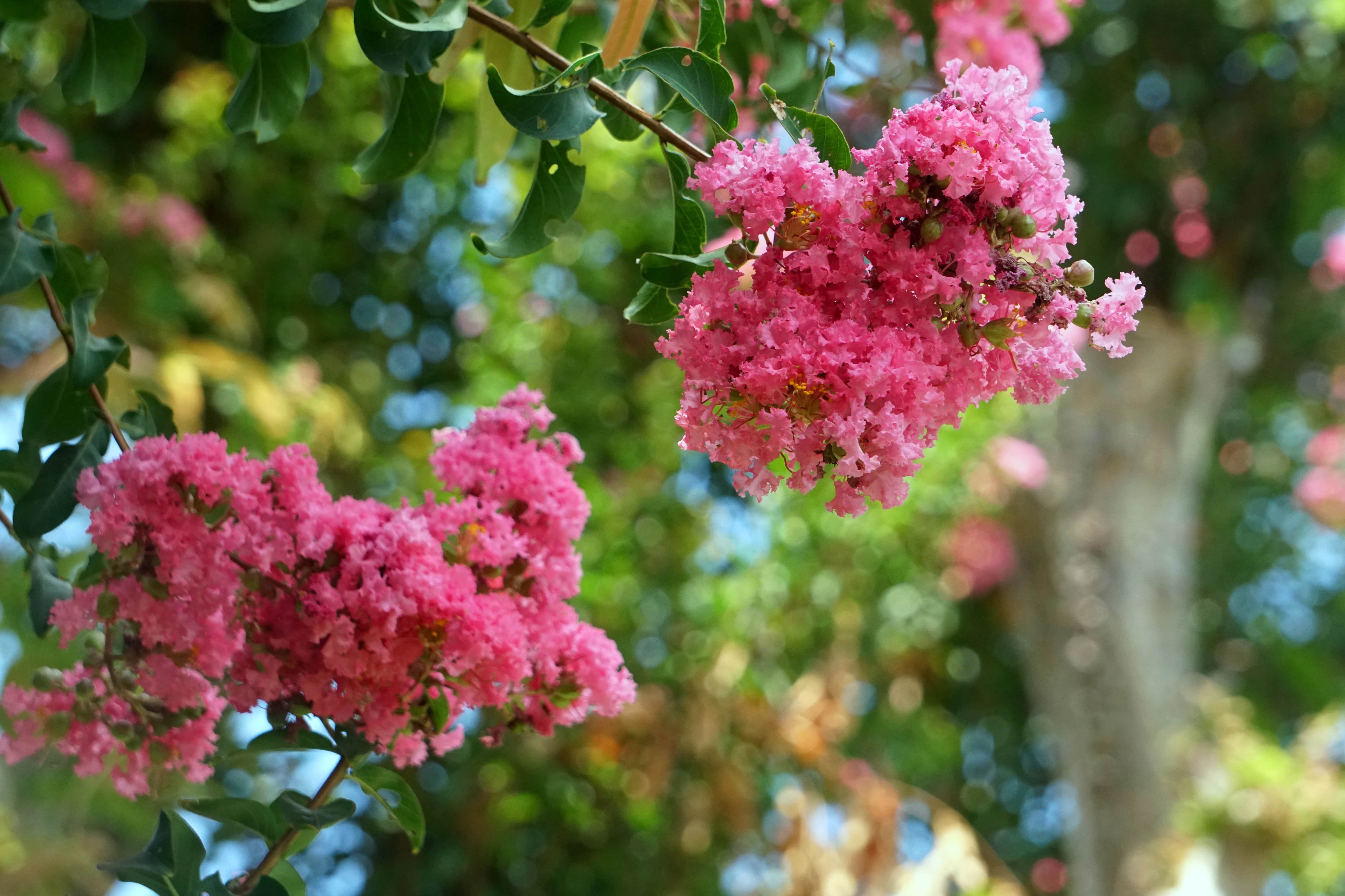 Satisfied with the ancient flower garden, young people are free to check-in - 5