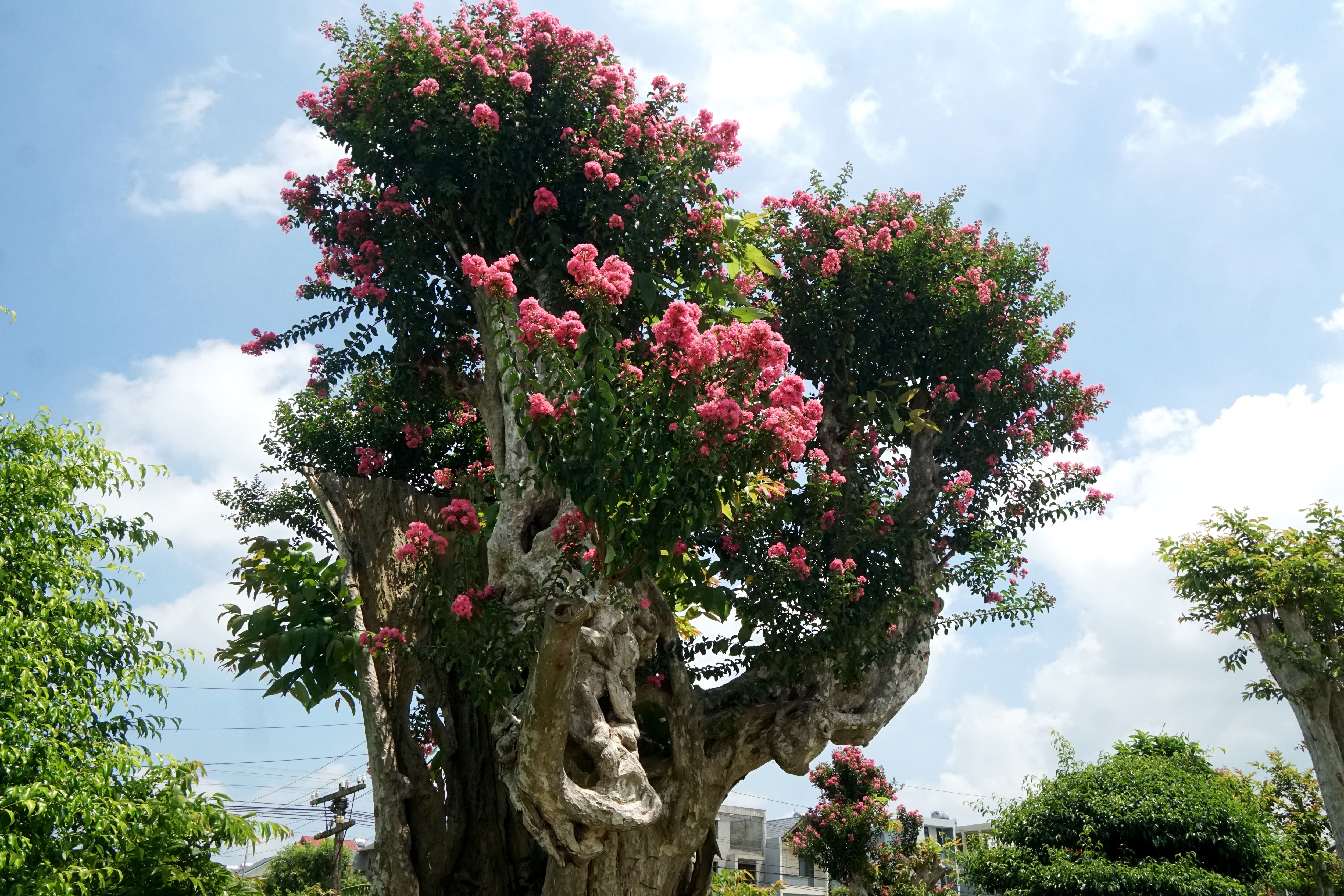 Satisfied with the ancient flower garden, young people are free to check-in - 8