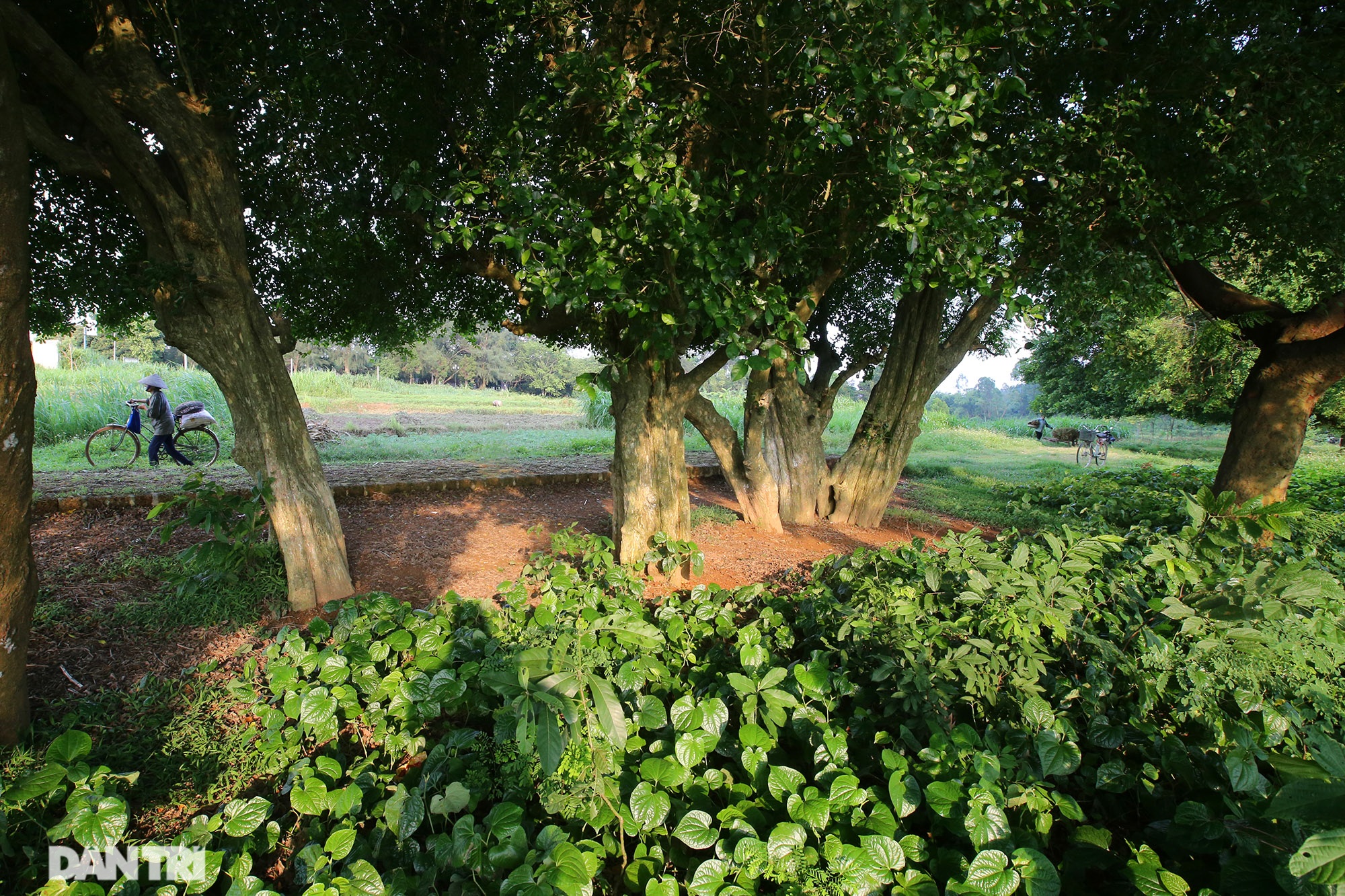 Priceless thousand-year-old giant trees in the North - 8