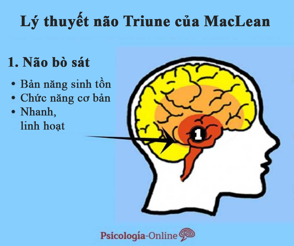 Tại sao lý thuyết 3 não lại ví não người với não bò sát, não thú... - 1