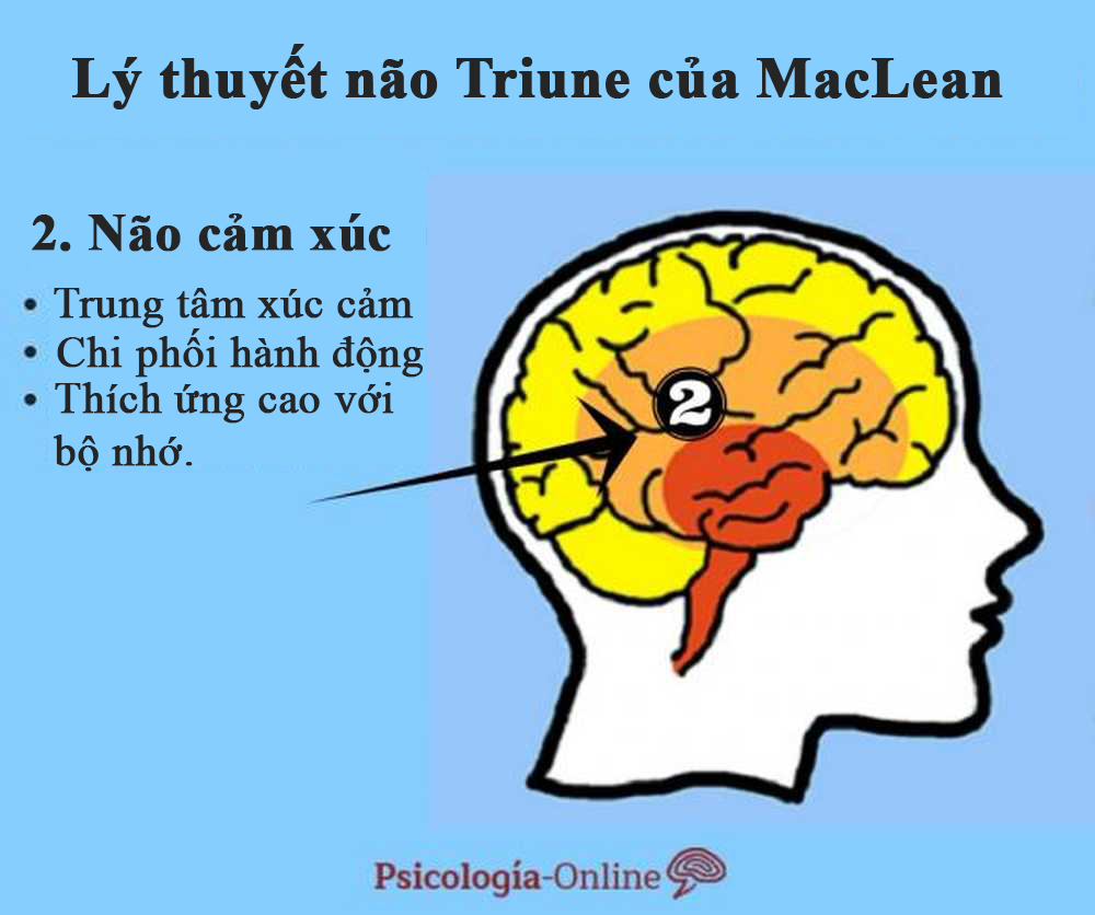 Tại sao lý thuyết 3 não lại ví não người với não bò sát, não thú... - 2