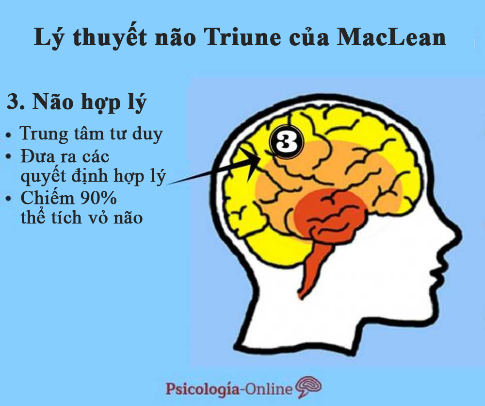 Tại sao lý thuyết 3 não lại ví não người với não bò sát, não thú... - 3