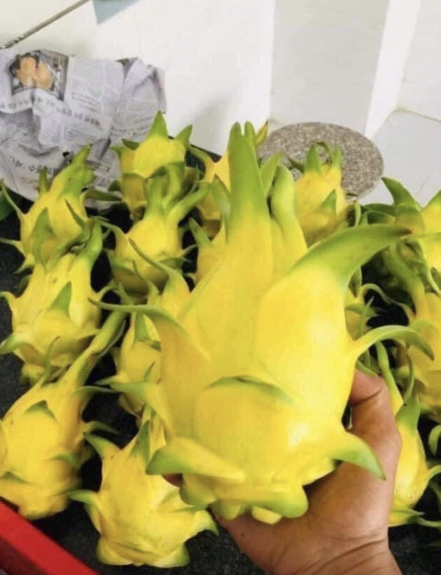 Giải mã cơn sốt thanh long vàng ruột như thạch dừa, thơm mùi nhãn - 2