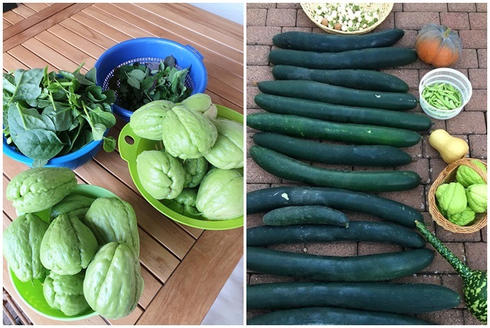 Mãn nhãn nhà vườn triệu bông hồng đẹp như cổ tích của mẹ Việt ở Đức - 11 Mãn nhãn nhà vườn triệu bông hồng đẹp như cổ tích của mẹ Việt ở Đức - 11