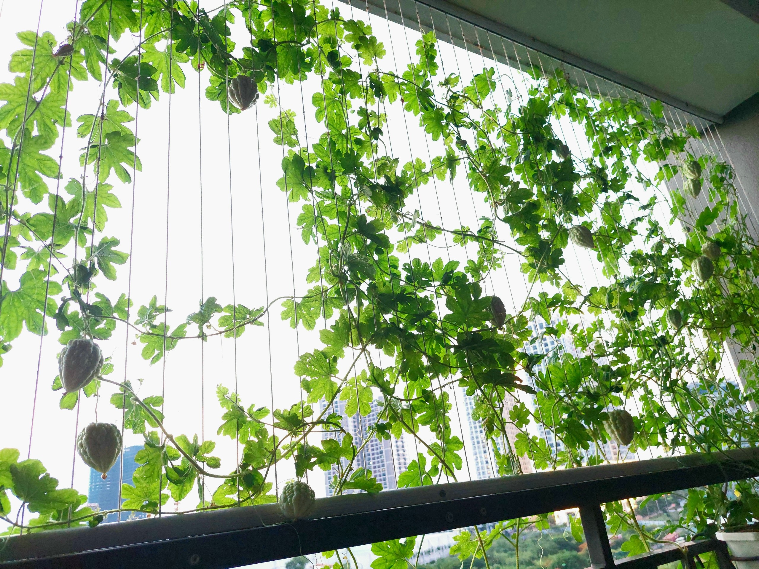 Mẹ đảm Hà Nội biến ban công 6m2 thành vườn rau, trái giữa mùa dịch - 4