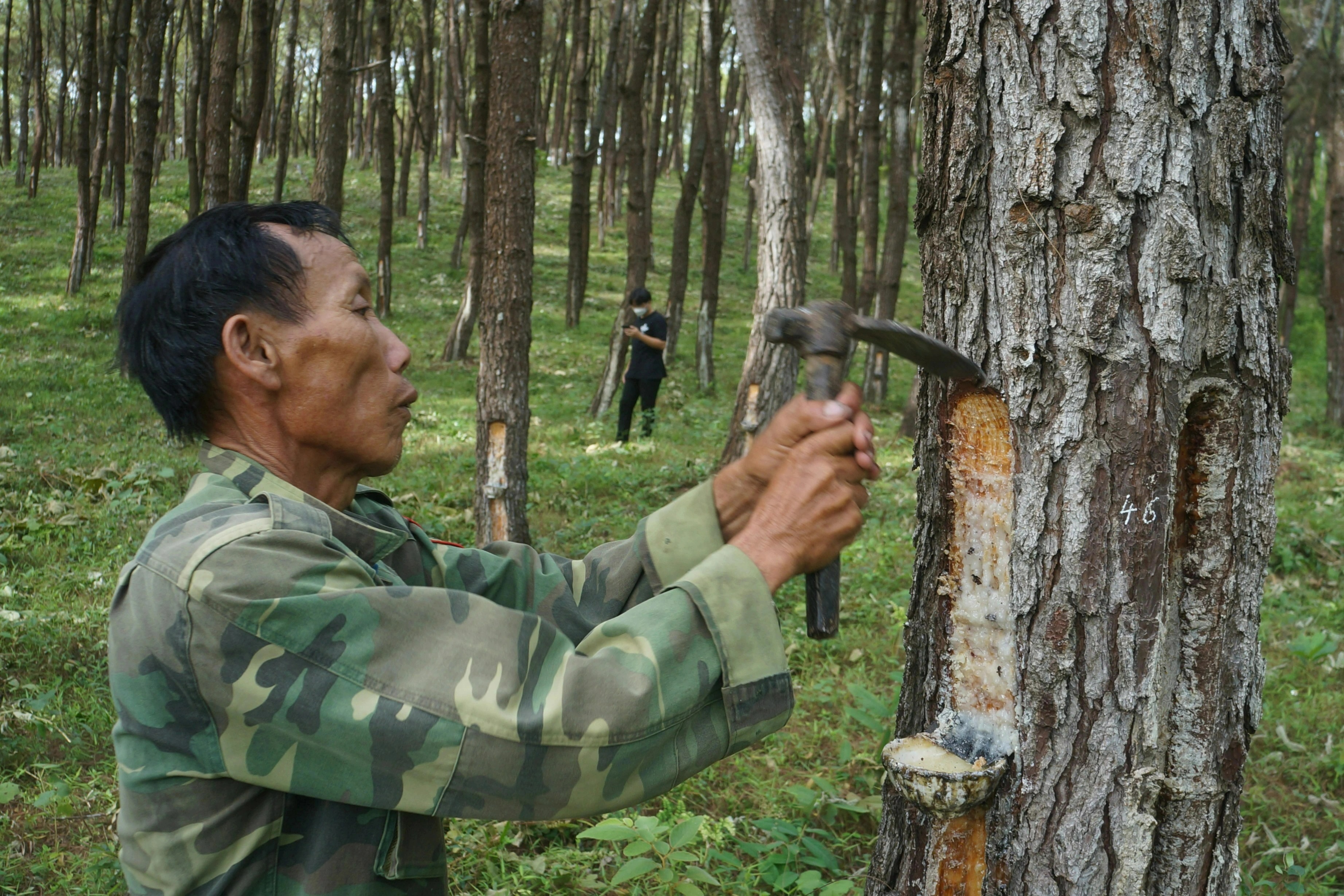 Nhựa thông rớt giá, người dân bỏ canh tác tìm nghề mới mưu sinh - 3