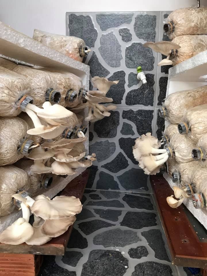 Ở nhà mùa dịch, học ông bố đảm Sài Gòn trồng nấm bào ngư xám năng suất - 1