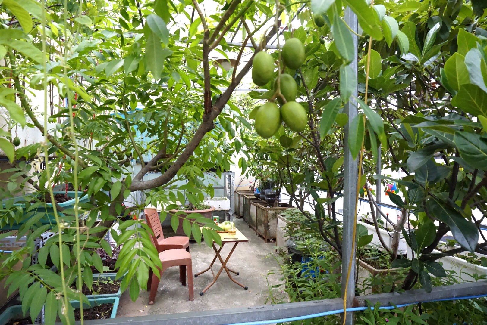 Vườn cây ăn quả trên sân thượng xanh tốt quanh năm của ông bố đảm Hà Nội - 4