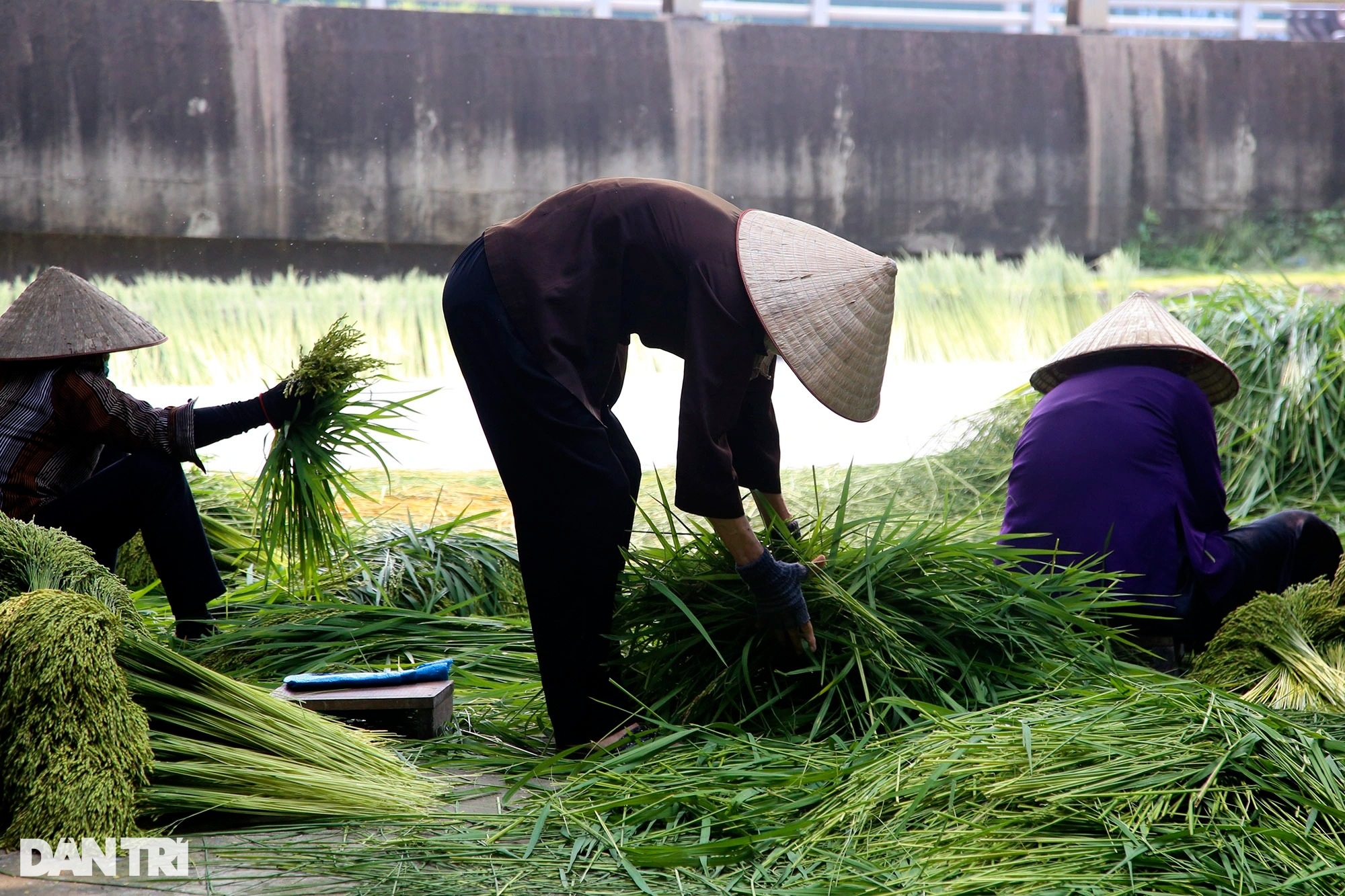 Nghề cốm Mễ Trì: Tự trồng lúa, làm khép kín từ A đến Z - 14