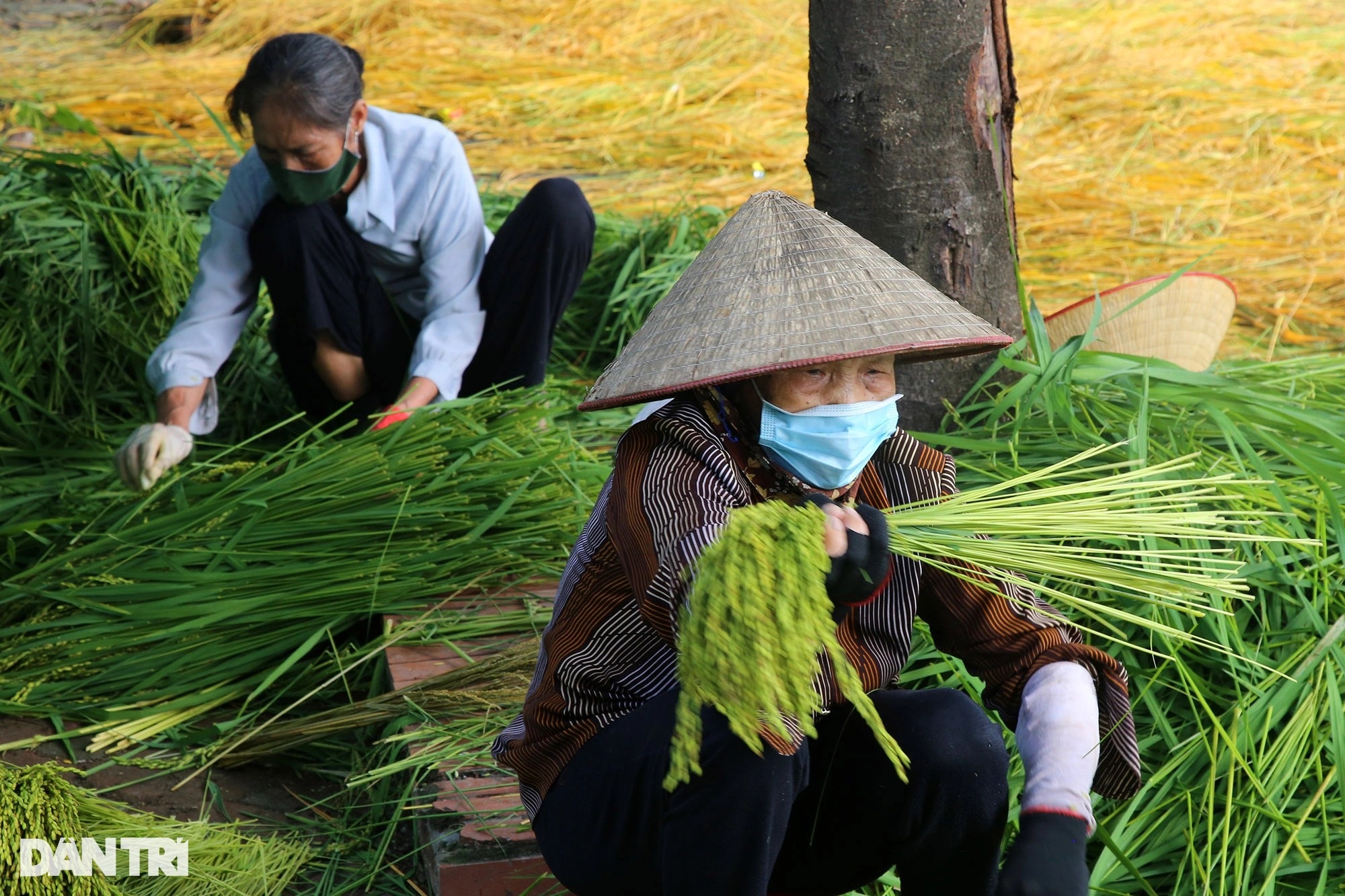 Nghề cốm Mễ Trì: Tự trồng lúa, làm khép kín từ A đến Z - 2