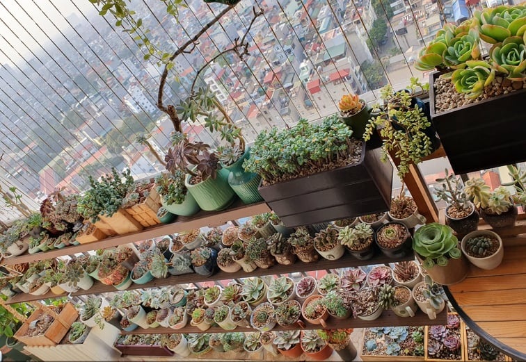 View - Mãn nhãn với vườn sen đá quý hiếm trên ban công 6m2 của mẹ đảm Hà thành | Báo Dân trí