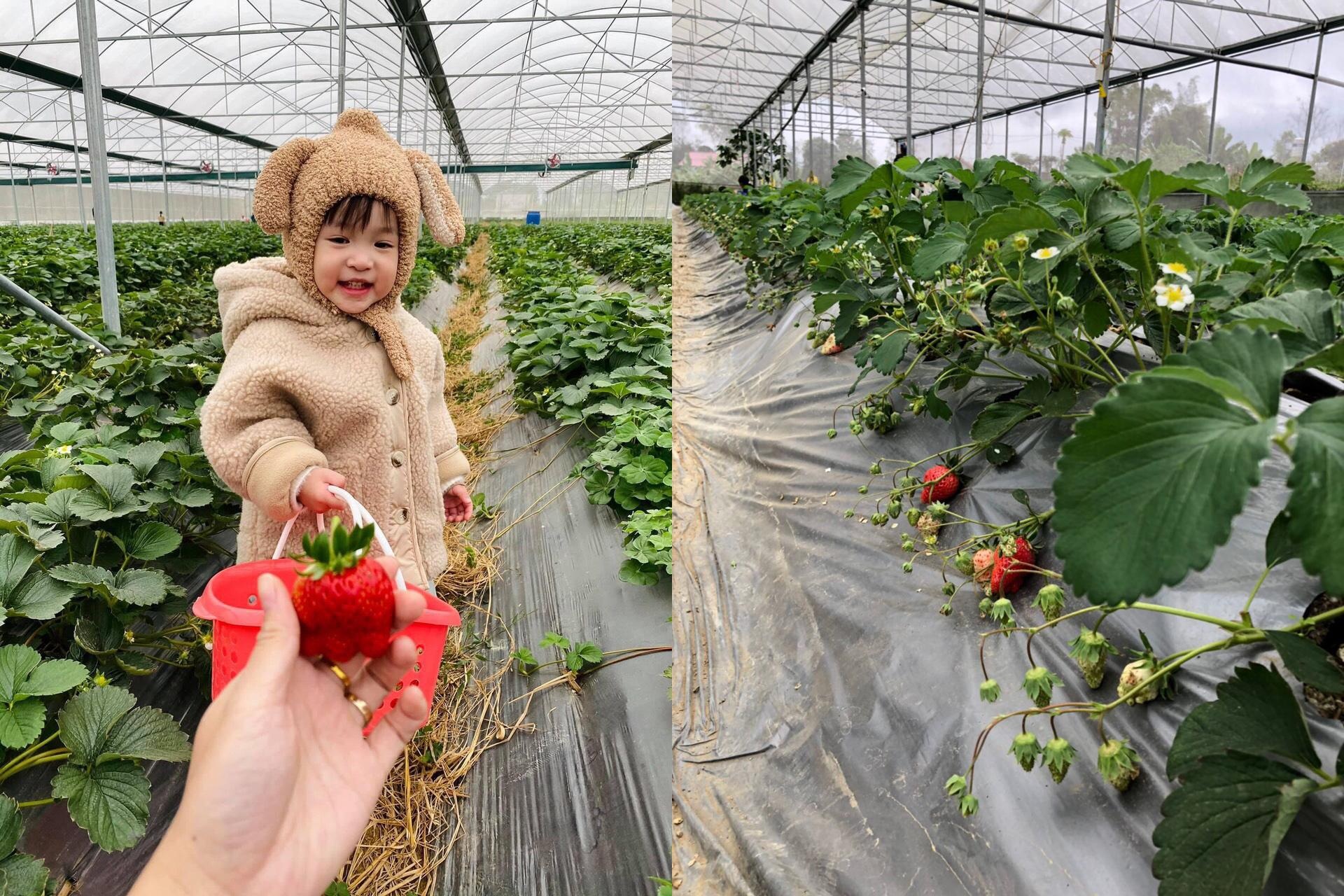 Vợ chồng thạc sĩ bỏ phố về quê làm trang trại hoa hồng ở Cao Bằng - 7