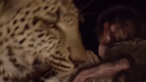 Báo đốm săn khỉ đầu chó, nhưng lại làm điều cảm động này với khỉ con - 1