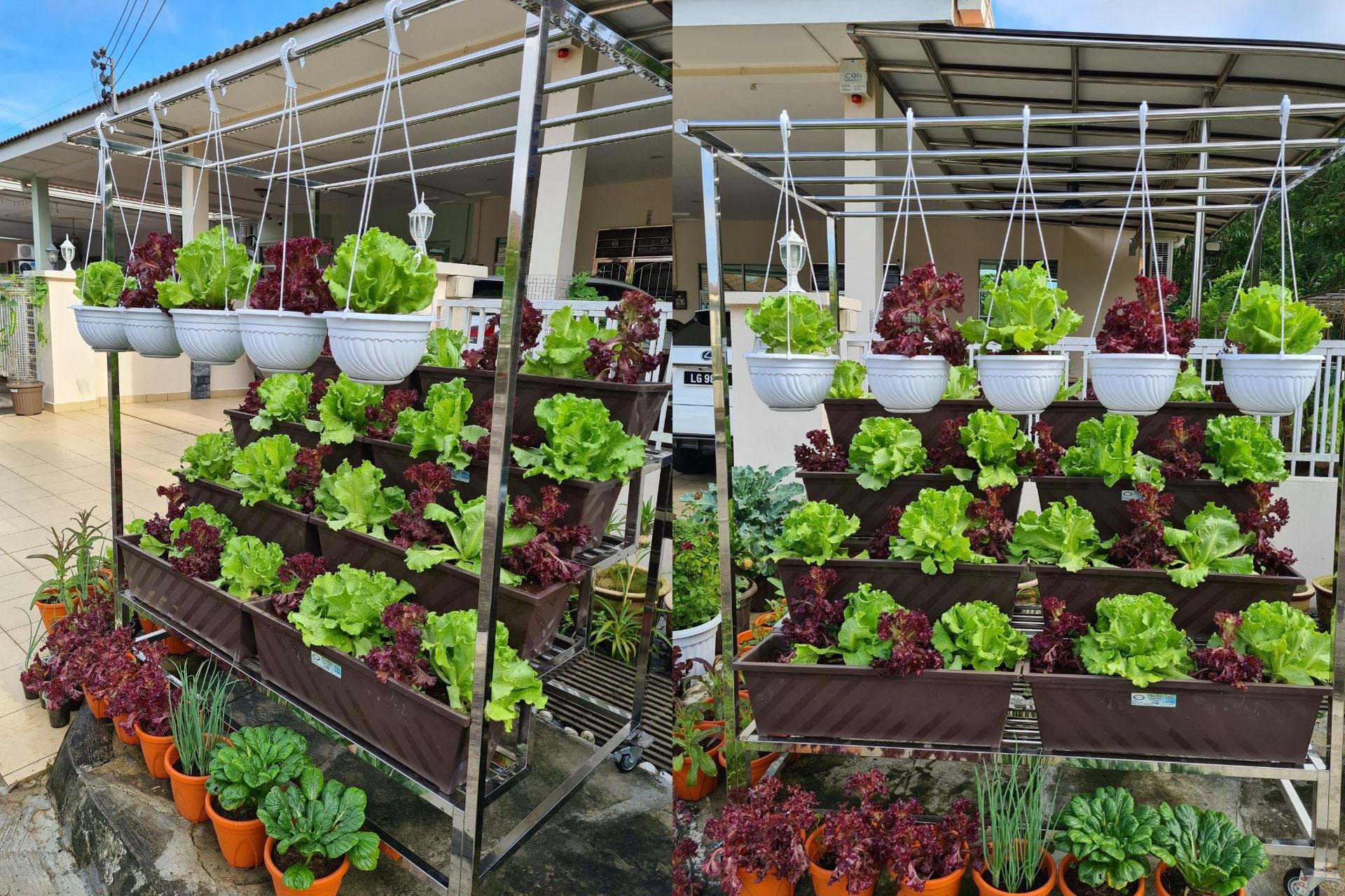 Quy hoạch vườn rau đẹp 8 Khu vườn đẹp với hơn chục loại rau trái của mẹ Việt ở Malaysia - 8