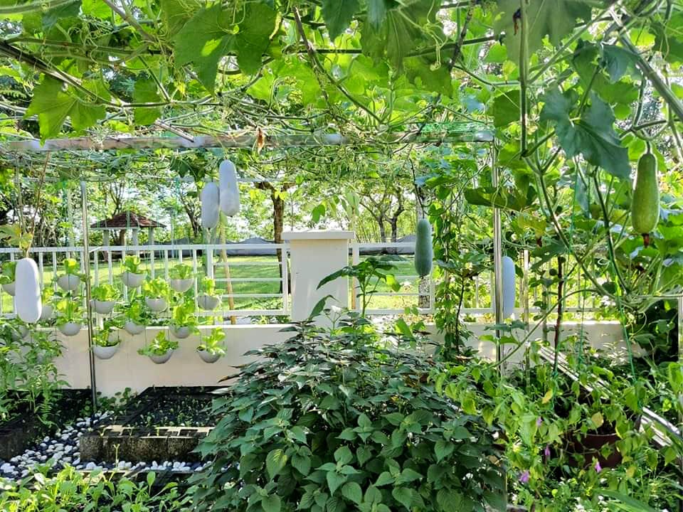 Quy hoạch vườn rau đẹp 10 Khu vườn đẹp với hơn chục loại rau trái của mẹ Việt ở Malaysia - 10