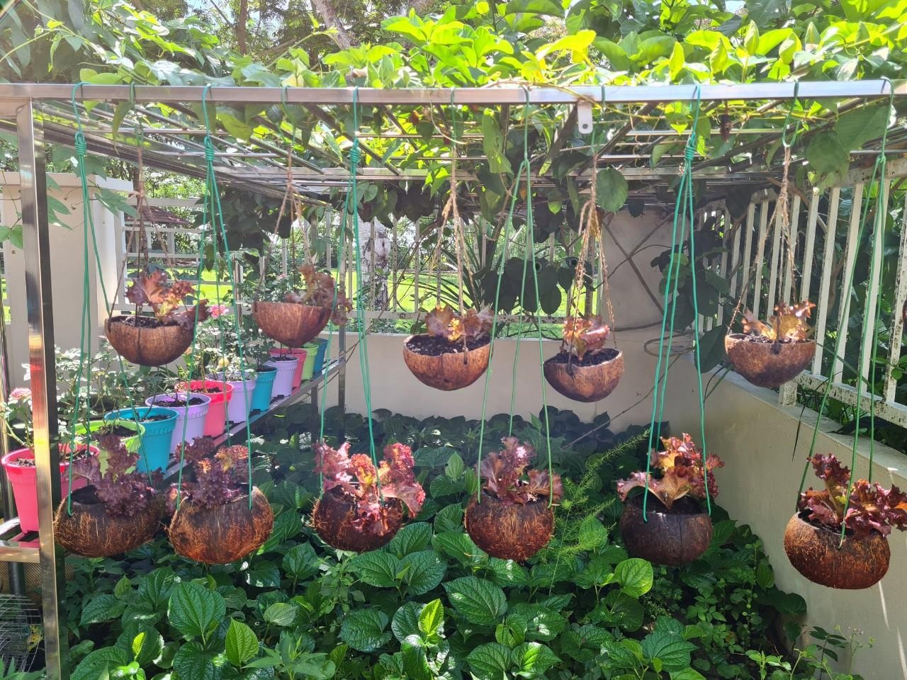 Quy hoạch vườn rau đẹp 14 Khu vườn đẹp với hơn chục loại rau trái của mẹ Việt ở Malaysia - 14