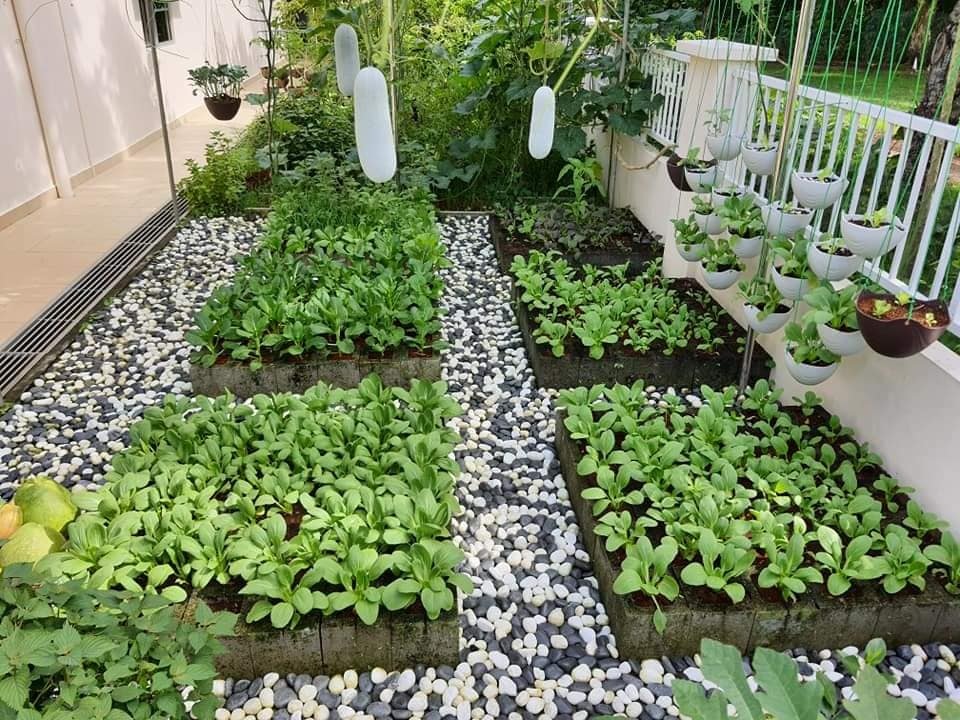 Khu vườn đẹp với hơn chục loại rau trái của mẹ Việt ở Malaysia - 15