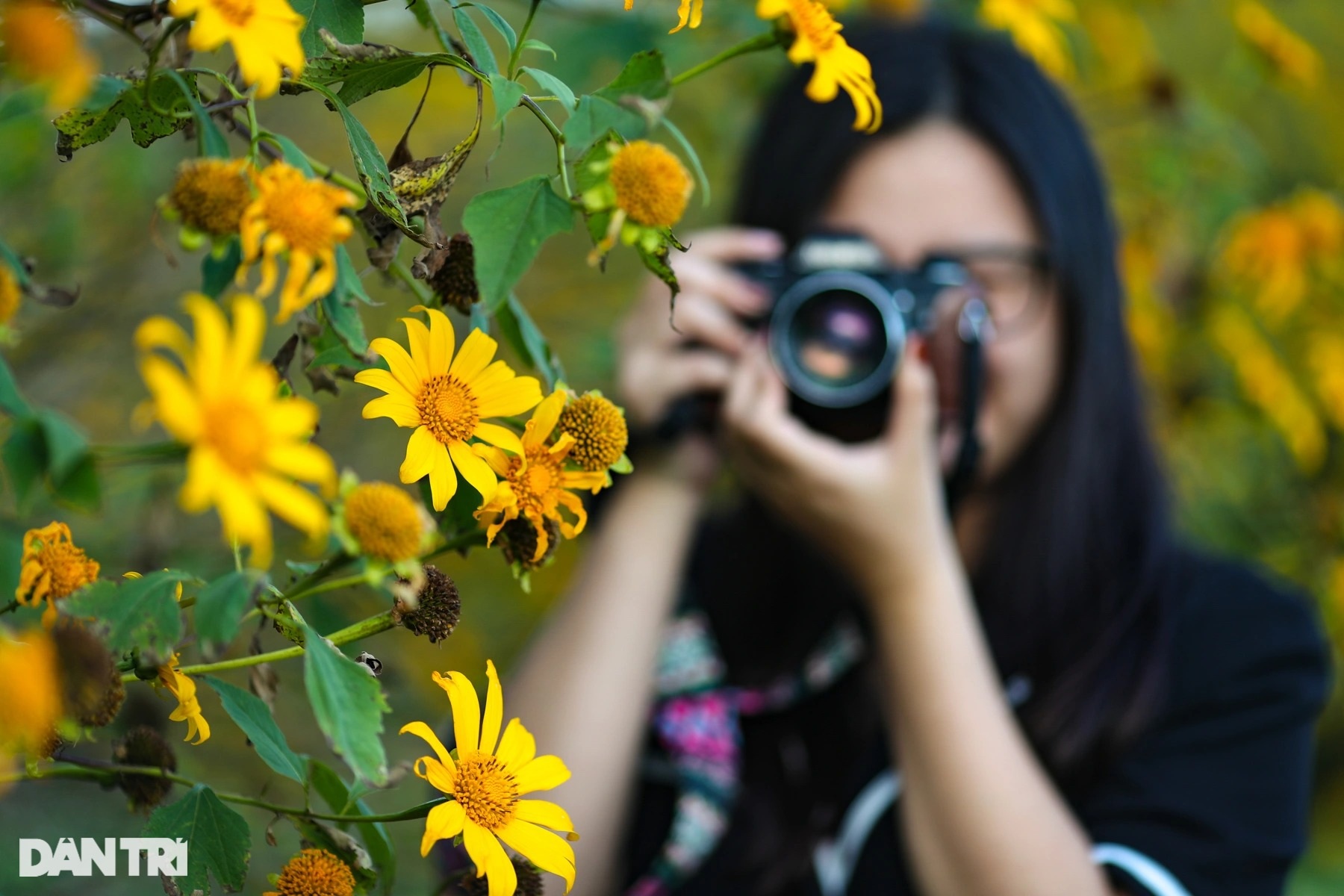 Wild sunflowers bloom on the hillside, young people flock to the outskirts of Da Lat to check-in - 5