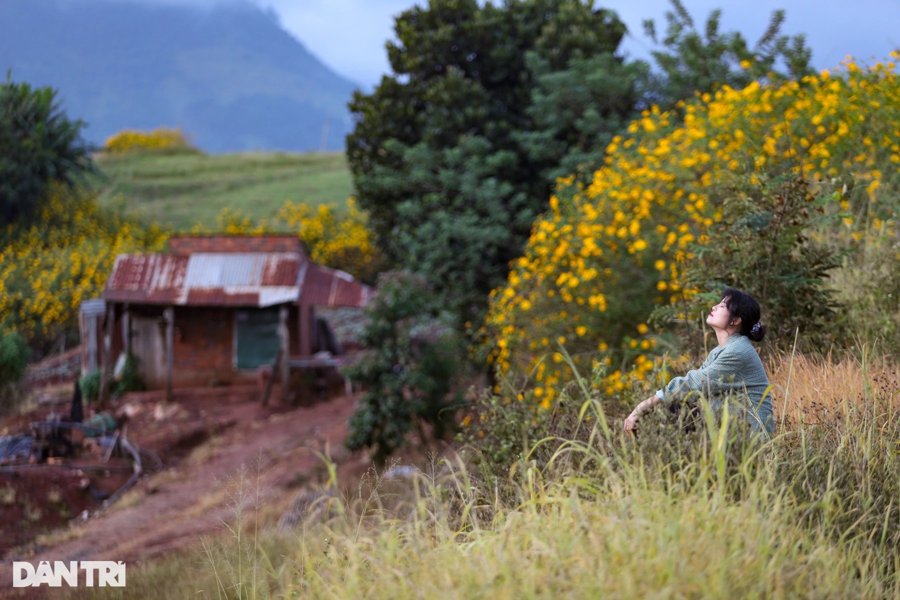 Wild sunflowers bloom on the hillside, young people flock to the outskirts of Da Lat to check-in - 29