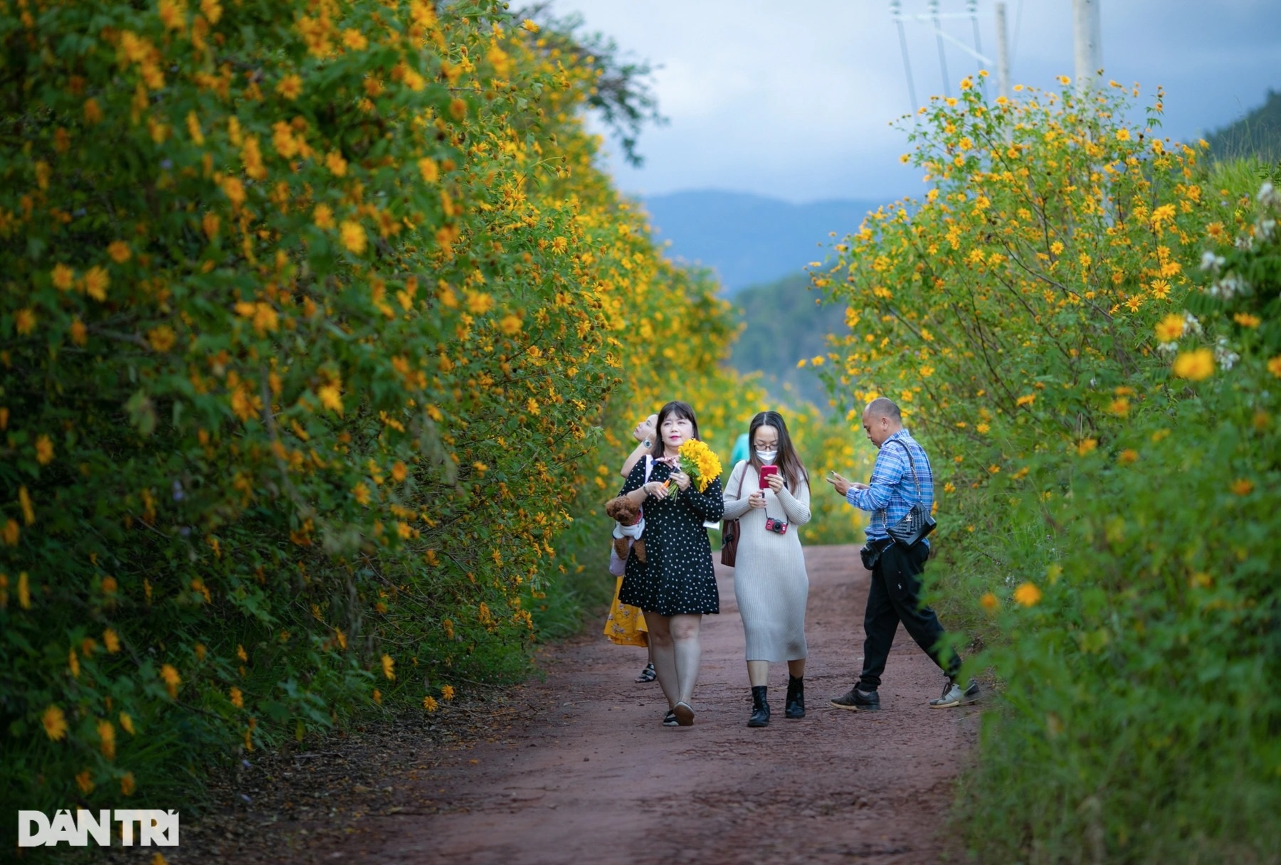 Wild sunflowers bloom on the hillside, young people flock to the outskirts of Da Lat to check-in - 2